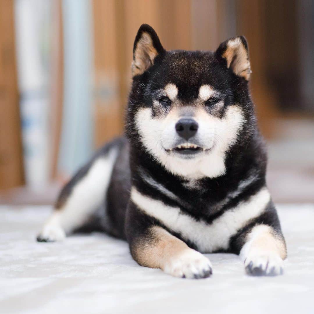 BlackRed shibasのインスタグラム：「Good looking！Yamato. 欠けた耳も 出た歯も犬歯も 個性があって可愛いのです。 . 過去は済んだ事...これからだ。 なぁ　やまと。 . . .  #2023yamato #柴犬 #shiba #shibainu #dog #rescuedog #rupinasu卒業犬 #rupinasu  #黒柴犬 #cute #元保護犬 #rescuedogs #japan #japandog #元保護犬今は過保護 #lovely #NikonD5 #Nikon #nikon85mmf14」