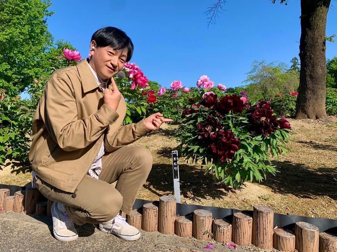 依田司さんのインスタグラム写真 - (依田司Instagram)「4月19日（水） 埼玉県東松山市にある「東松山ぼたん園」から１５０品種の牡丹をご紹介。 一つの枝に一輪のみ花が育つように剪定を行うため、花が大きく、とても迫力があります。 また、樹の高さを抑えながら成長させることで、花を支える茎を太くし、花の重みで折れてしまわないよう、工夫をしているそう。 今年は例年と比べ１週間も咲き進みが早く、今週末にかけてが1番の見頃とのこと。 一際オーラを放つ牡丹を見つけ名前を見たら「阿蘇の司」と「黒光司」でした笑。 土曜日には、牡丹の花を再利用したアートのワークショップも行われますよ。 巨大遊具もあって、子供たちも楽しく遊べそうですね。  #東松山ぼたん園 #BANANAREPUBLIC #バナリパ #依田さん #依田司 #お天気検定 #テレビ朝日 #グッドモーニング #気象予報士 #お天気キャスター #森林インストラクター #グリーンセイバーアドバンス #プロジェクトワイルド #IPCC伝導者 #japan #japantrip #japantravel #unknownjapan #japanAdvenそture #japanlife #lifeinjapan #instagramjapan #instajapan #療癒 #ilovejapan #weather #weathercaster #weatherforecast」4月19日 8時55分 - tsukasa_yoda