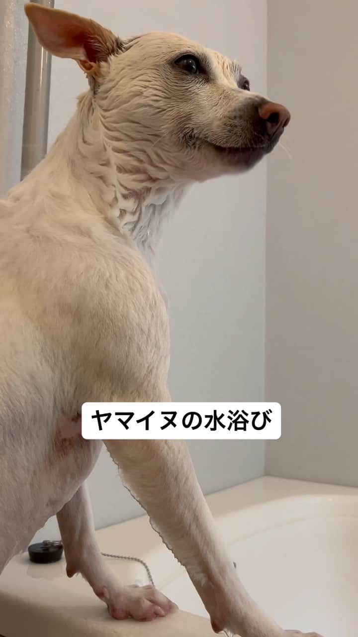 柴犬ハル&保護犬すずのインスタグラム