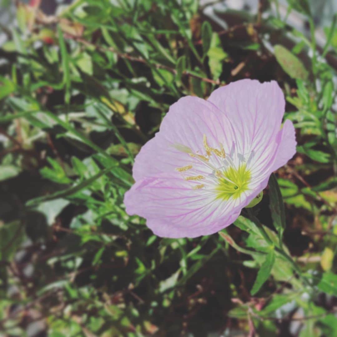 新居昭乃さんのインスタグラム写真 - (新居昭乃Instagram)「ベランダのツキミソウも一輪、朝日の方を向いて咲きました🌱　名前に惑わされるけどじつは強い花。」4月19日 9時34分 - akinoarai