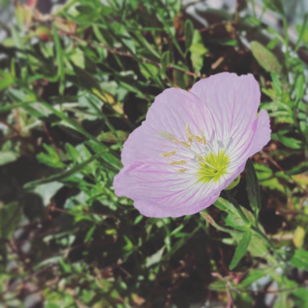 新居昭乃のインスタグラム：「ベランダのツキミソウも一輪、朝日の方を向いて咲きました🌱　名前に惑わされるけどじつは強い花。」