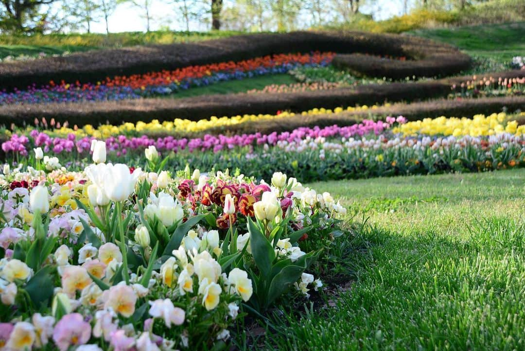 宮城県観光課さんのインスタグラム写真 - (宮城県観光課Instagram)「色鮮やかな春の花々の開花リレーを楽しもう🌷  宮城県川崎町にある東北唯一の国営公園「みちのく杜の湖畔公園」では、 5月7日（日）まで「春の花フェスタ2023」を開催しています！ サクラ、スイセン、パンジー・ビオラなどに加えて、 9万本のチューリップ、22万本のナノハナなどを楽しむことができます🌸  さらに、土日祝日を中心に、 園内を巡るクイズラリーなど様々なイベントが盛りだくさん！🚲 お子さんでも楽しめるイベントも数多く行われるので、 ご家族揃っておでかけしてはいかがでしょうか👣  今回ご紹介したお出かけスポットについてもっと知りたい方は、 「ここ好き宮城」とコメントしてみてくださいね💬 チャットボットがDMで詳細情報をお届けします。 ※ご連絡が届かない場合は、DMの受信設定をご確認ください。  #宮城県 #川崎町 #みちのく杜の湖畔公園 #みちのく公園 #花見 #桜 #チューリップ #夜桜 #日本の桜 #sakura #japan #japantrip #miyagi #tohoku #sendai #絶景 #日本の絶景 #ファインダー越しの世界 #笑顔咲くたび伊達な旅 #お出かけ #スポット」4月19日 19時00分 - miyagi_pref_kankou