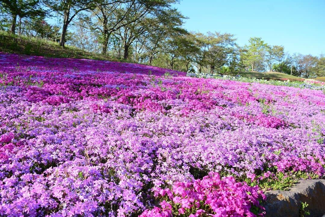 宮城県観光課さんのインスタグラム写真 - (宮城県観光課Instagram)「色鮮やかな春の花々の開花リレーを楽しもう🌷  宮城県川崎町にある東北唯一の国営公園「みちのく杜の湖畔公園」では、 5月7日（日）まで「春の花フェスタ2023」を開催しています！ サクラ、スイセン、パンジー・ビオラなどに加えて、 9万本のチューリップ、22万本のナノハナなどを楽しむことができます🌸  さらに、土日祝日を中心に、 園内を巡るクイズラリーなど様々なイベントが盛りだくさん！🚲 お子さんでも楽しめるイベントも数多く行われるので、 ご家族揃っておでかけしてはいかがでしょうか👣  今回ご紹介したお出かけスポットについてもっと知りたい方は、 「ここ好き宮城」とコメントしてみてくださいね💬 チャットボットがDMで詳細情報をお届けします。 ※ご連絡が届かない場合は、DMの受信設定をご確認ください。  #宮城県 #川崎町 #みちのく杜の湖畔公園 #みちのく公園 #花見 #桜 #チューリップ #夜桜 #日本の桜 #sakura #japan #japantrip #miyagi #tohoku #sendai #絶景 #日本の絶景 #ファインダー越しの世界 #笑顔咲くたび伊達な旅 #お出かけ #スポット」4月19日 19時00分 - miyagi_pref_kankou