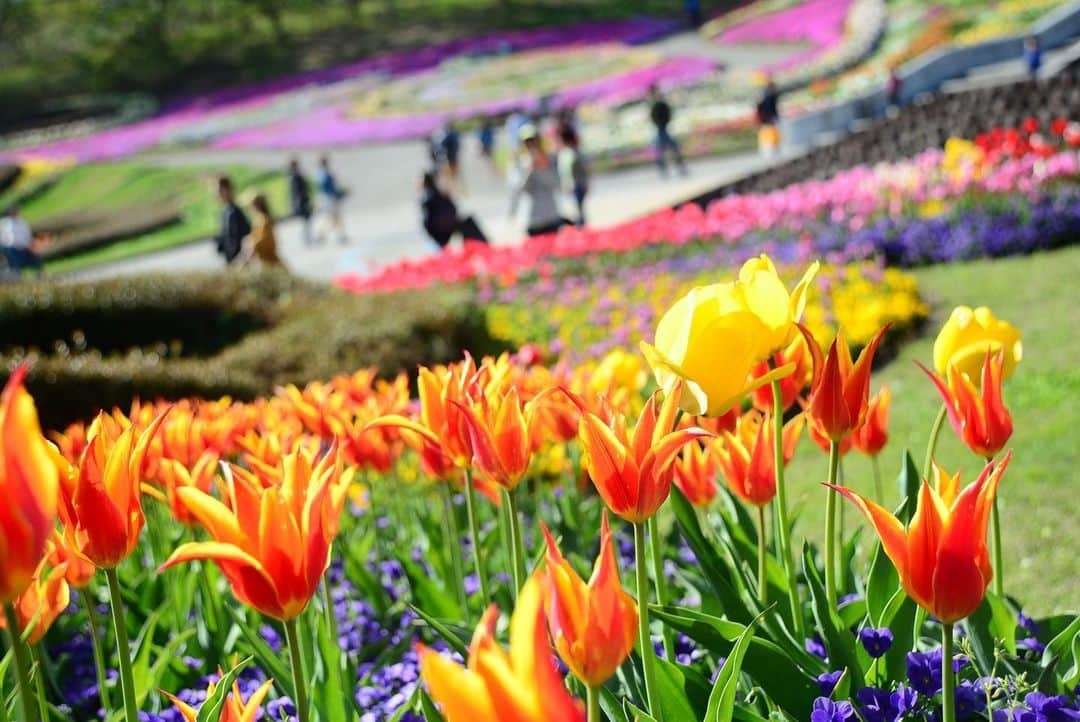 宮城県観光課さんのインスタグラム写真 - (宮城県観光課Instagram)「色鮮やかな春の花々の開花リレーを楽しもう🌷  宮城県川崎町にある東北唯一の国営公園「みちのく杜の湖畔公園」では、 5月7日（日）まで「春の花フェスタ2023」を開催しています！ サクラ、スイセン、パンジー・ビオラなどに加えて、 9万本のチューリップ、22万本のナノハナなどを楽しむことができます🌸  さらに、土日祝日を中心に、 園内を巡るクイズラリーなど様々なイベントが盛りだくさん！🚲 お子さんでも楽しめるイベントも数多く行われるので、 ご家族揃っておでかけしてはいかがでしょうか👣  今回ご紹介したお出かけスポットについてもっと知りたい方は、 「ここ好き宮城」とコメントしてみてくださいね💬 チャットボットがDMで詳細情報をお届けします。 ※ご連絡が届かない場合は、DMの受信設定をご確認ください。  #宮城県 #川崎町 #みちのく杜の湖畔公園 #みちのく公園 #花見 #桜 #チューリップ #夜桜 #日本の桜 #sakura #japan #japantrip #miyagi #tohoku #sendai #絶景 #日本の絶景 #ファインダー越しの世界 #笑顔咲くたび伊達な旅 #お出かけ #スポット」4月19日 19時00分 - miyagi_pref_kankou