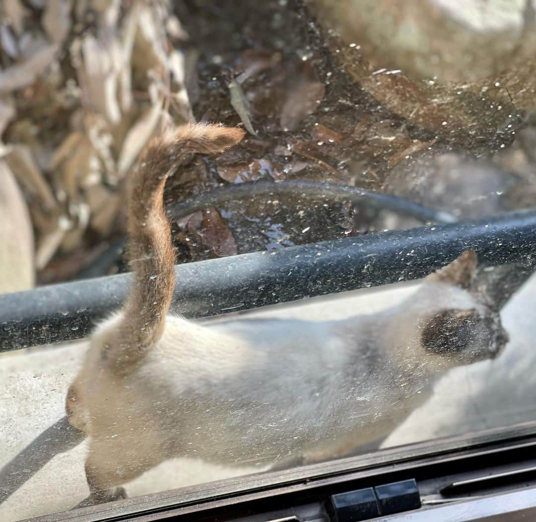 三浦瑠麗さんのインスタグラム写真 - (三浦瑠麗Instagram)「筍が売っていたので、夜ごはんのあとに下茹でして仕込んでおいて、朝ごはんに出したら娘が喜んだ。筍好きなのです。 人参の天ぷらをちょこっと、あるいはささみの唐揚げをちょこっと揚げるときは卵焼き器を使っています。油が少なくて済むし、カラッと揚がる。 この前好評だった晩ごはんは、アボカドのお醤油サラダオイル和え、大根葉の炒め煮、豚しゃぶ。 猫は昨日まで泊まっていたお宿の猫。腰痛が温泉で少し楽になりました。」4月19日 10時04分 - lullymiura