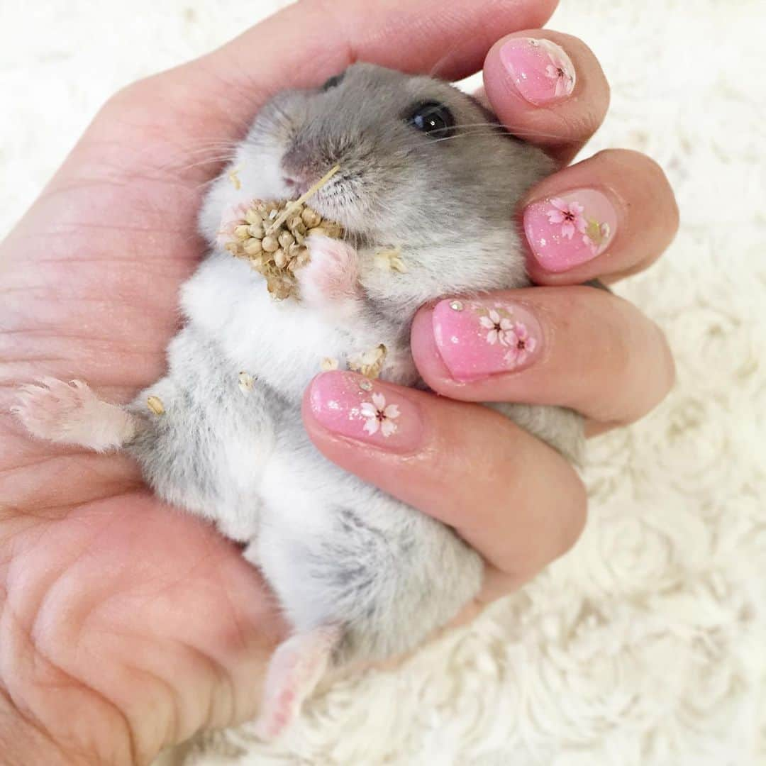 hamster_mocoのインスタグラム