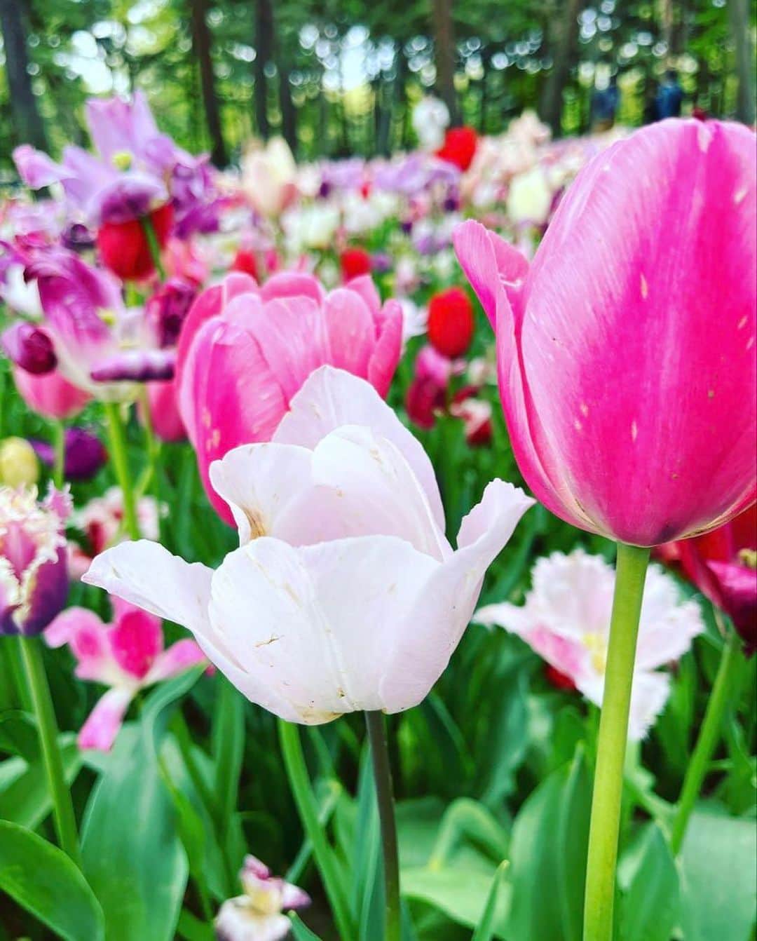 のインスタグラム：「🌷  #🌷  #チューリップ  #チューリップ畑  #花  #花言葉  #は #愛の告白  #国営ひたち海浜公園  #photo  #photography  #flowers  #flower」