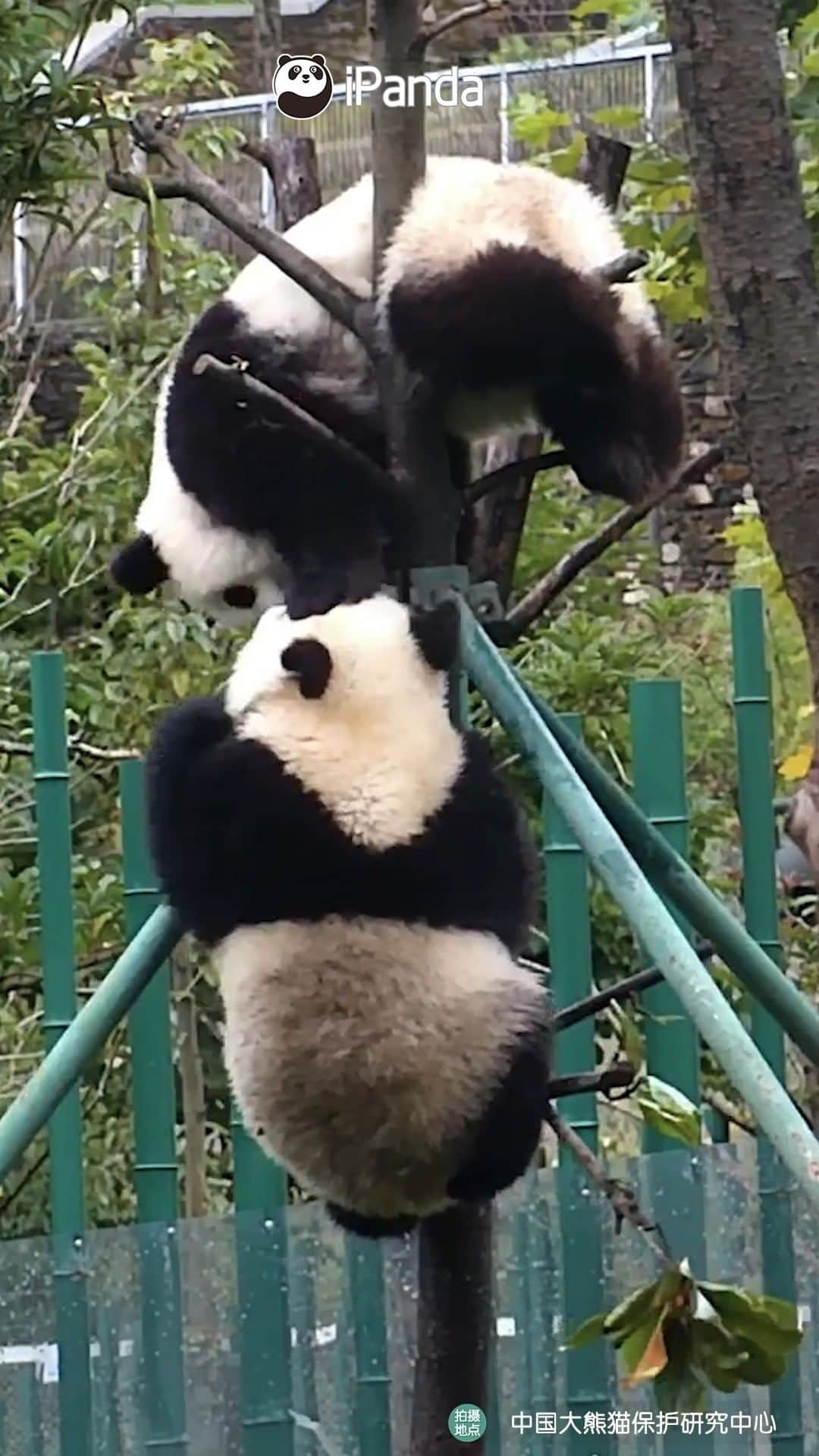 のインスタグラム：「Each branch can only hold one panda cutie. Please keep in order until it is your turn to take the seat. (Wen Wen) 😝 🐼 🐼 🐼 #Panda #iPanda #Cute #HiPanda #CCRCGP #PandaMoment  For more panda information, please check out: http://en.ipanda.com」