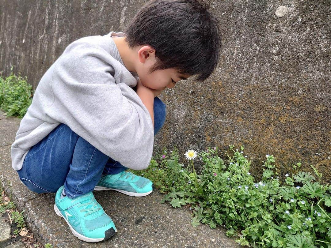 村山輝星のインスタグラム：「𓂃𓂂ꕤ*.ﾟ  駅まで歩く道の路肩に、二色のタンポポが咲いているのを見つけ、珍しいね、と写真を撮りました。  その後、駅のホームにて。 輝星『さっきのタンポポ、ドーナッツみたいだったね！』 ママ『黄色に白なんて、初めて見たかも。』 輝星『白に黄色でしょ？』 ママ『外が黄色で、中が白でしょ？』 輝星『外が白で、中が黄色だよ。』  あれれ？？どっちだったっけ？ と、写真を見返しました。  輝星が正解！  印象に残ったはずなのに、ちゃんと記憶に残っていないものだなぁ・・・。 春だし、道端に咲いてる小さな花にもちゃんと目を向けたら良いね、と、輝星と話をしました。  by きらり母  𓈒 𓂂𓏸𓋪‪  #村山輝星 #劇団東俳 #Tプロジェクト #春 #花 #タンポポ #親子」
