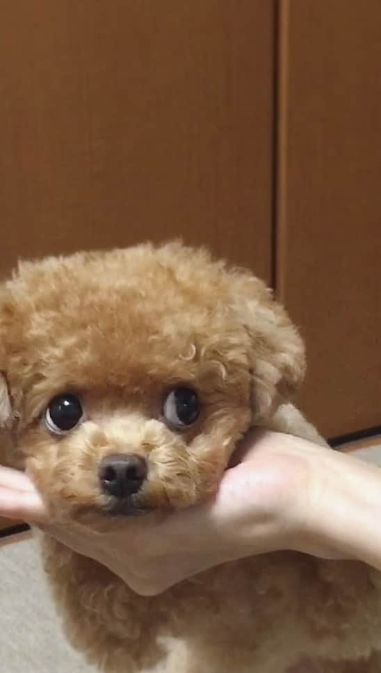 ふわのインスタグラム：「なつかしシリーズ☺︎ 動画を整理してたら発見。 若きふわ。動きが軽い。  #toypoodle#toypoodlegram#dogsofinstagram#instadog#doglover#doglife#cutedog#dog#fuwamama#ふわ#トイプードル#ふわもこ部#犬バカ部#親バカ部#犬のいる暮らし#いぬすたぐらむ」