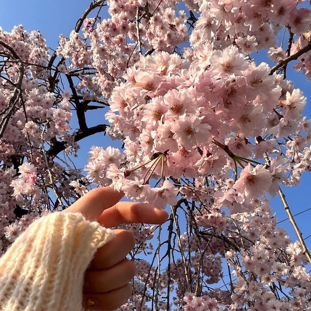 黒沢実未さんのインスタグラム写真 - (黒沢実未Instagram)「今年の春はたくさんお花見れて幸せ🌸」4月19日 20時32分 - 0033.2004