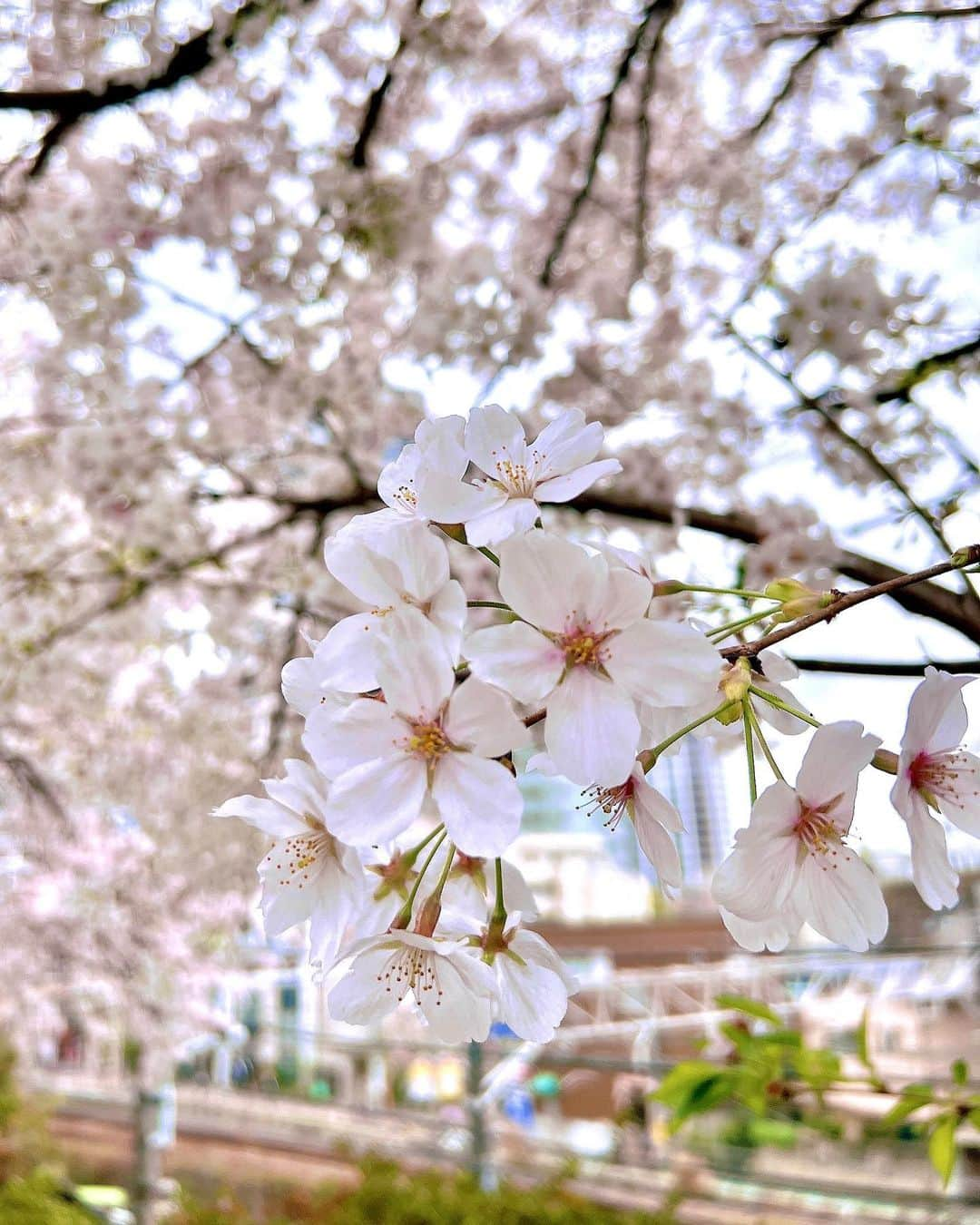 住吉史衣さんのインスタグラム写真 - (住吉史衣Instagram)「.  桜の季節も全国的に終盤ですね🌸 今年は風が強い日が多くていつもより短かったような気がしてます。  また来年素敵な花を咲かせてね😌✨  日本酒もだいぶ夏酒を見かけるようになってきました🌻🌈 本格的に夏が来る前に春酒を記録しておこう🍶  春酒では1番好きな 『BANSHU IKKON ~Spring Shine~』  優しい口当たりで、甘くフルーティーな香りが口いっぱいに広がって、ふぁ〜っと余韻を残すお酒🌸 比較的何とでも相性良いけど、チーズとかお肉系と一緒に飲むのが私はすき♡食中じゃなくても単体でも楽しめる🍶  今年は飲めないかと思っていたけど、 @genkizoushigaya さんがご連絡くださってありつけました🤤🥹🙏  みんなのおすすめも教えてね❣️  #ふみと乾杯 #ふーみん食べ歩き  #日本酒 #日本酒女子 #日本酒好き #一升瓶 #sake #sakebottle #兵庫県 #山陽盃酒造 #播州一献 #springshine #spring #shine #sakura #桜 #春 #春酒 #地酒 #雑司が谷 #元喜 #小料理屋」4月19日 20時32分 - fumie_0426