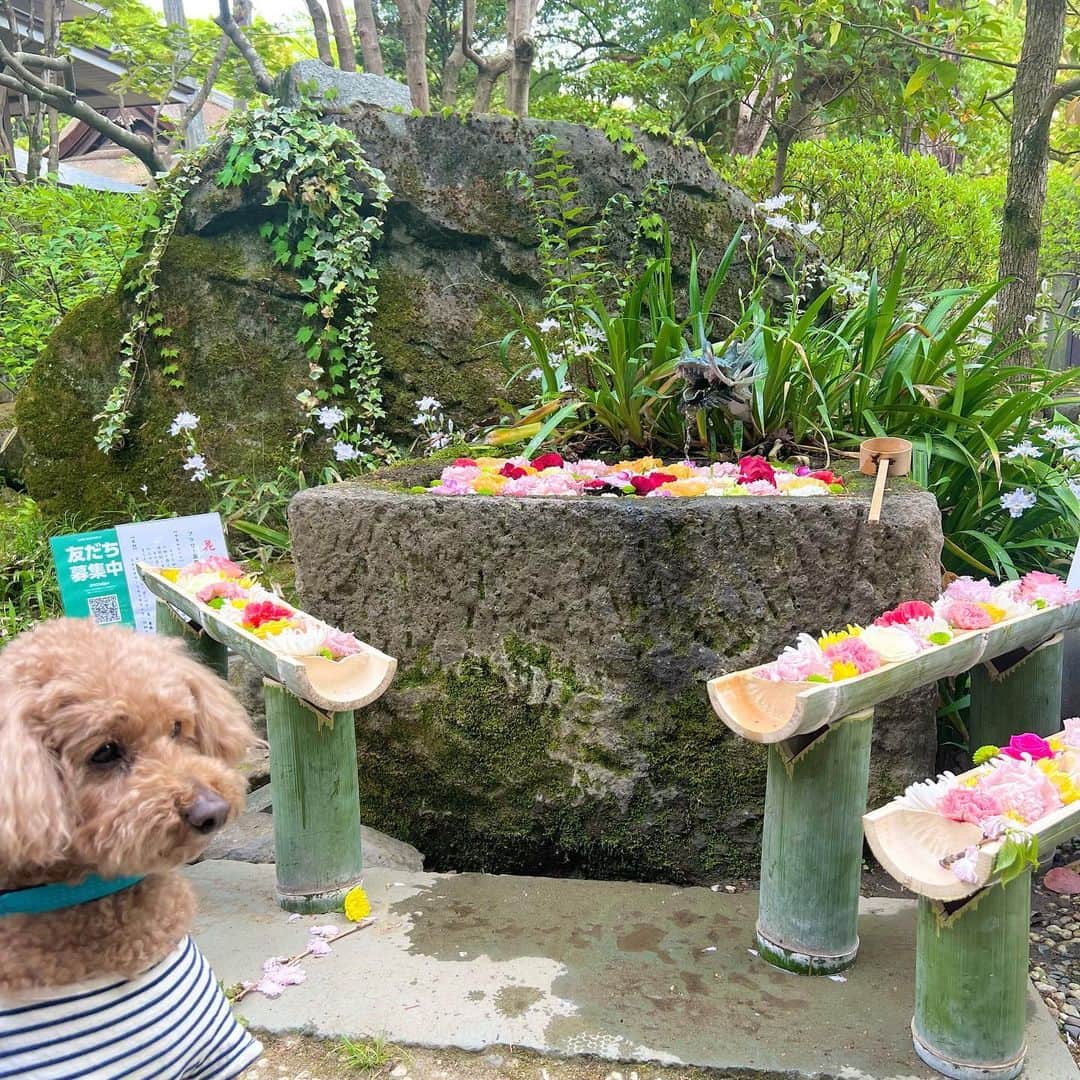 大須賀あみさんのインスタグラム写真 - (大須賀あみInstagram)「またまた 愛犬の後頭部とお花🐶🌷 (前にも似たような投稿したよね😂)  最近山梨系の投稿しかしてないですね😂  東京だと人の多さとか忙しさとかで写真撮るの忘れてしまう🥺💦  #姫の井戸 #武田神社 #デカプー」4月19日 20時40分 - osugaami_official