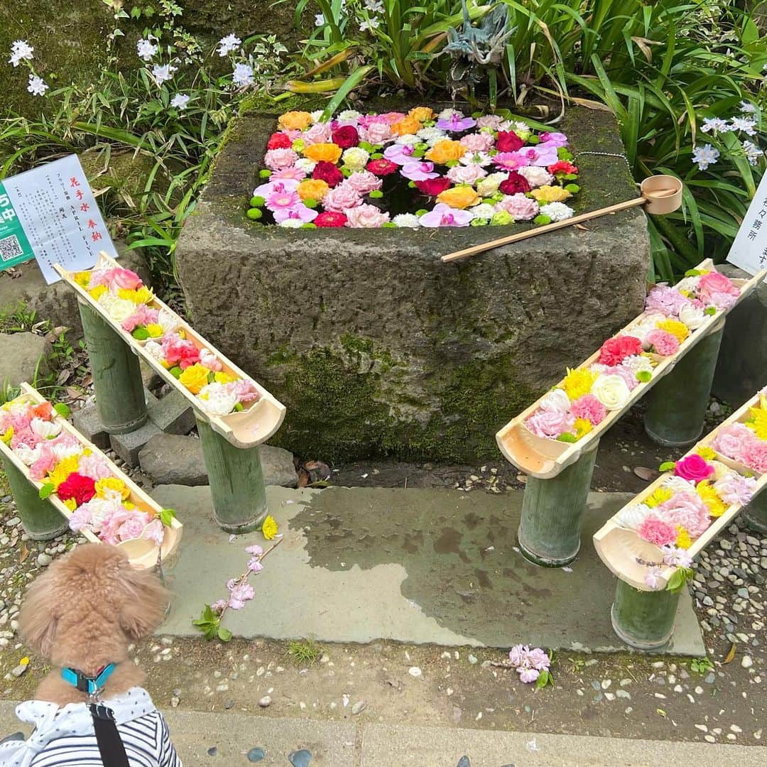 大須賀あみのインスタグラム：「またまた 愛犬の後頭部とお花🐶🌷 (前にも似たような投稿したよね😂)  最近山梨系の投稿しかしてないですね😂  東京だと人の多さとか忙しさとかで写真撮るの忘れてしまう🥺💦  #姫の井戸 #武田神社 #デカプー」
