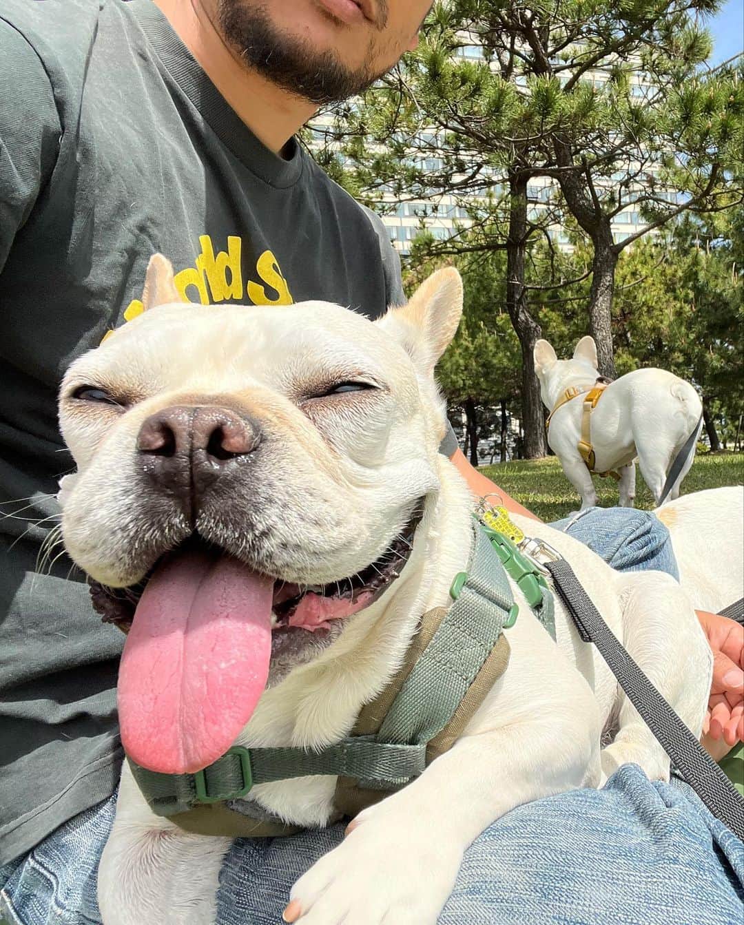 つの丸さんのインスタグラム写真 - (つの丸Instagram)「公園でのんびり。 最高！  #frenchbulldog #フレンチブルドッグ #ふがれす #ふがふがれすきゅークラブ #保護犬 #保護犬を家族に #保護犬を家族に迎えるという選択肢 #フレ吉124号」4月19日 20時52分 - ge_ha_mob