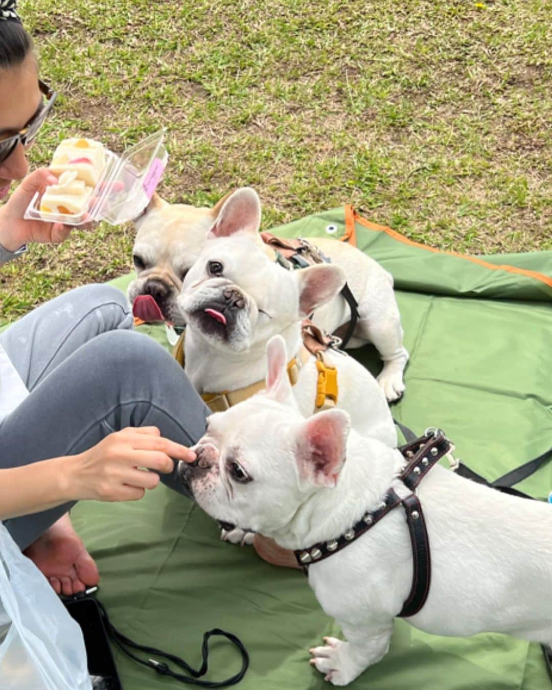 つの丸さんのインスタグラム写真 - (つの丸Instagram)「公園でのんびり。 最高！  #frenchbulldog #フレンチブルドッグ #ふがれす #ふがふがれすきゅークラブ #保護犬 #保護犬を家族に #保護犬を家族に迎えるという選択肢 #フレ吉124号」4月19日 20時52分 - ge_ha_mob