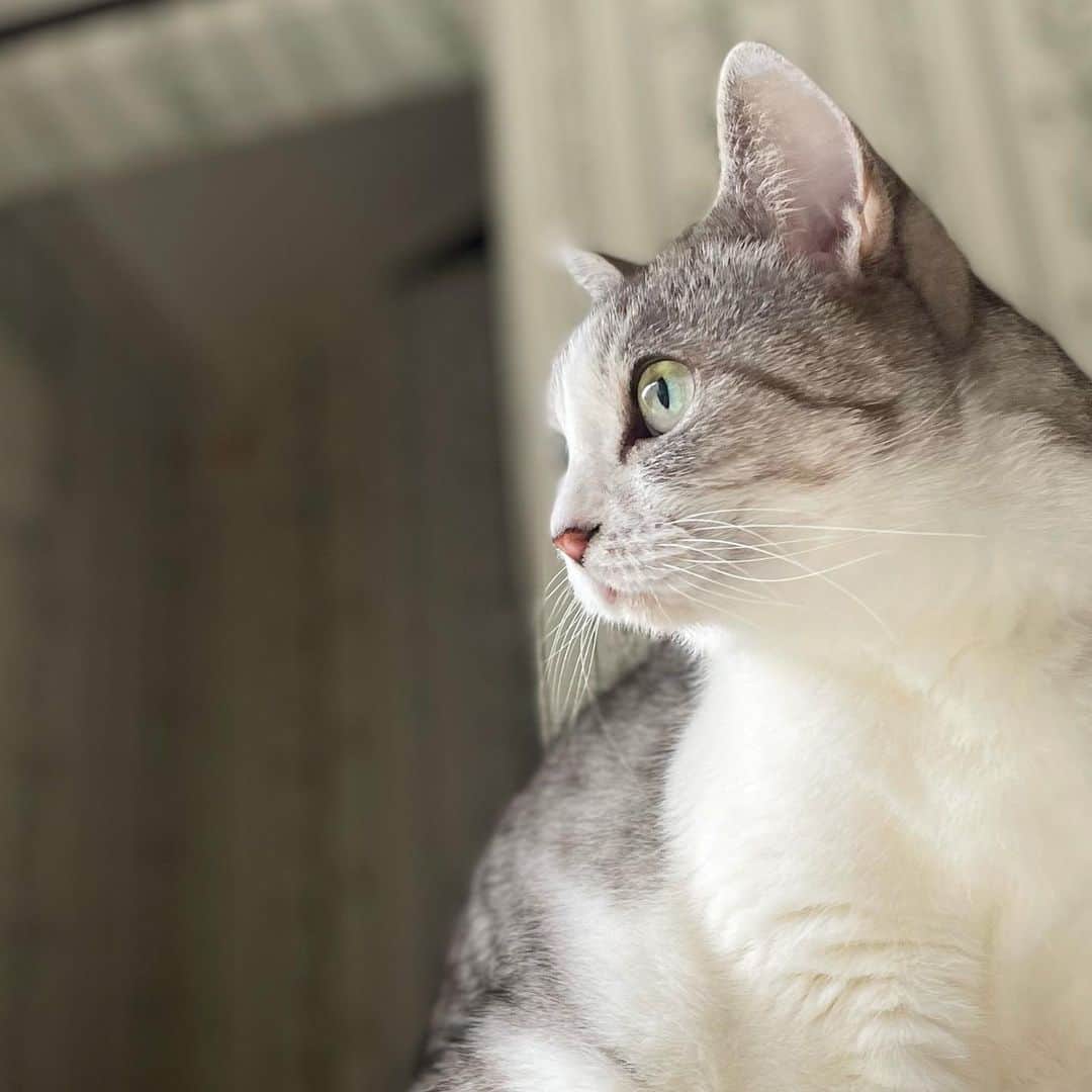 PECOねこ部のインスタグラム