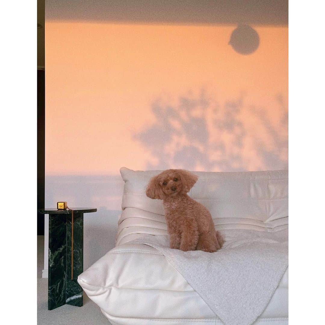 佐川理佳のインスタグラム：「🍷 仕事を終えて帰宅して、部屋に夕陽が入るこの時間が しあわせ。with Luna.」