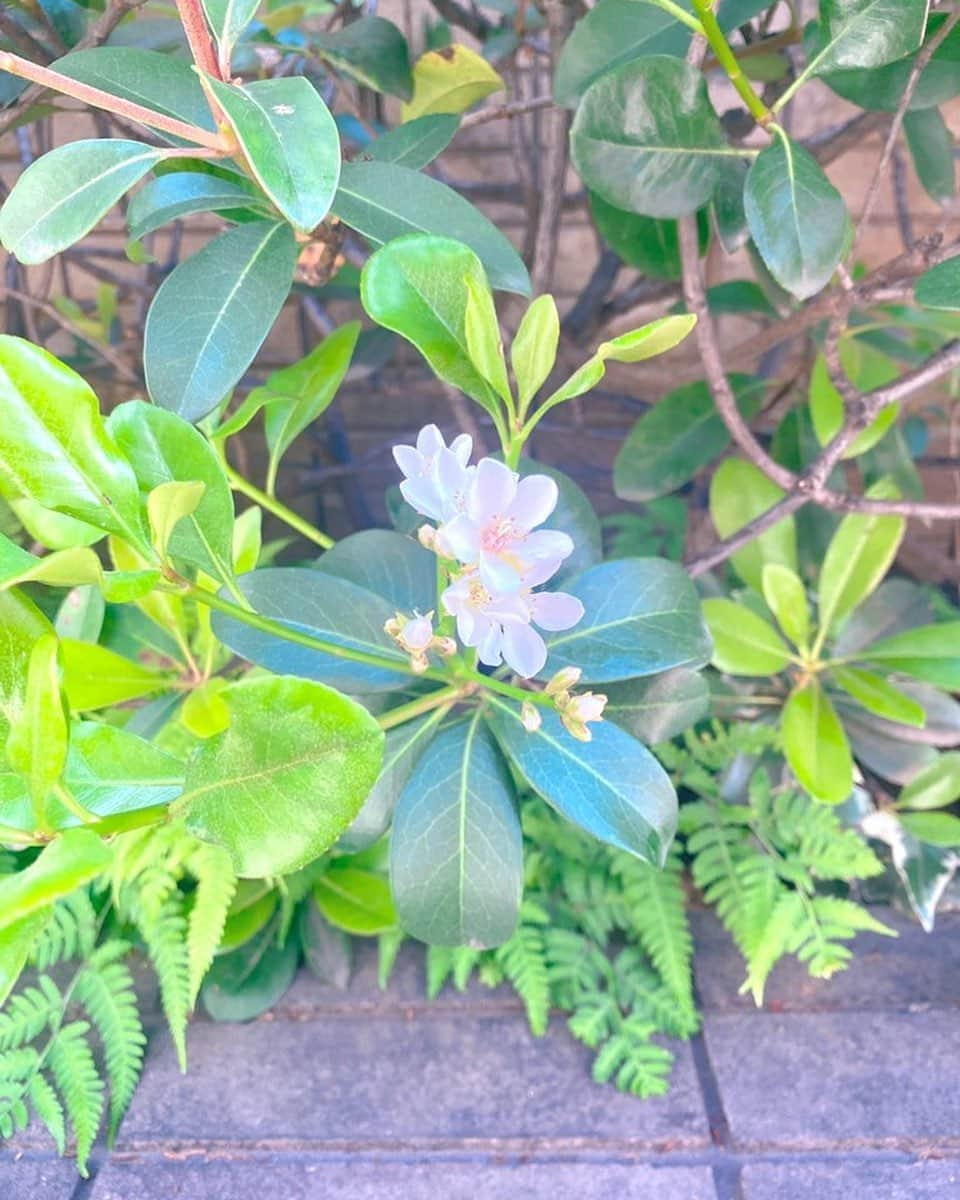 ほしのあすかのインスタグラム：「🌸🌼🌷🌹💐🎁」