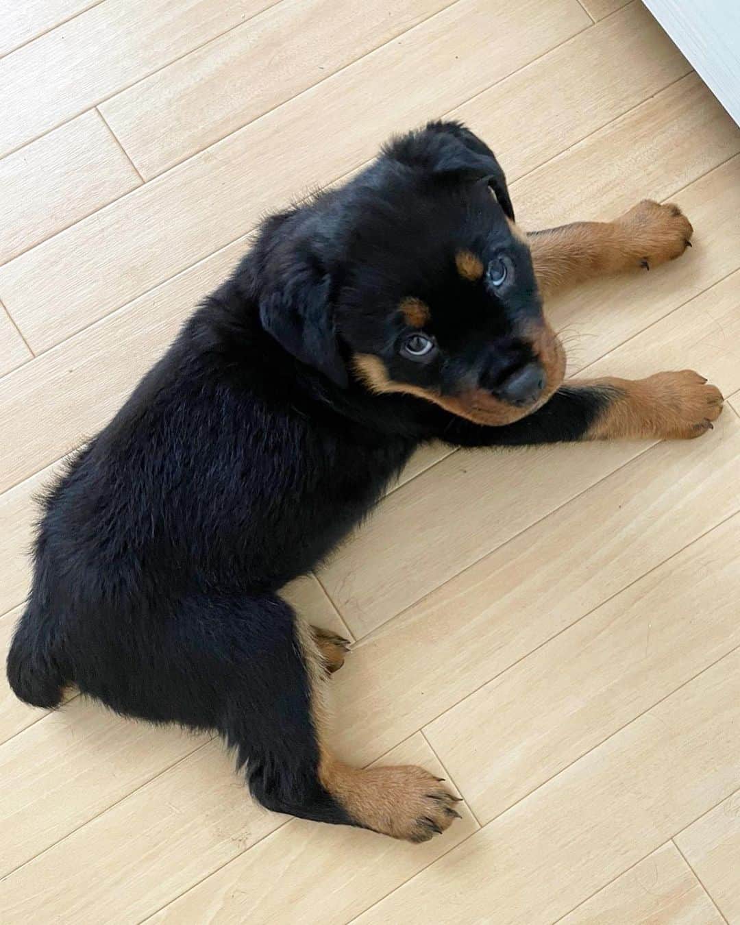 Dance MANAのインスタグラム：「まだギリギリ子グマ感アリ🐻もうすぐ本格的に犬になっていきそうー🐶  後もう少しだけ子犬顔のままでいてね🥹♬  #rottweiler #ロットワイラー子犬 #生後3ヶ月 #ロットワイラー #犬との暮らし #子グマ #bear」