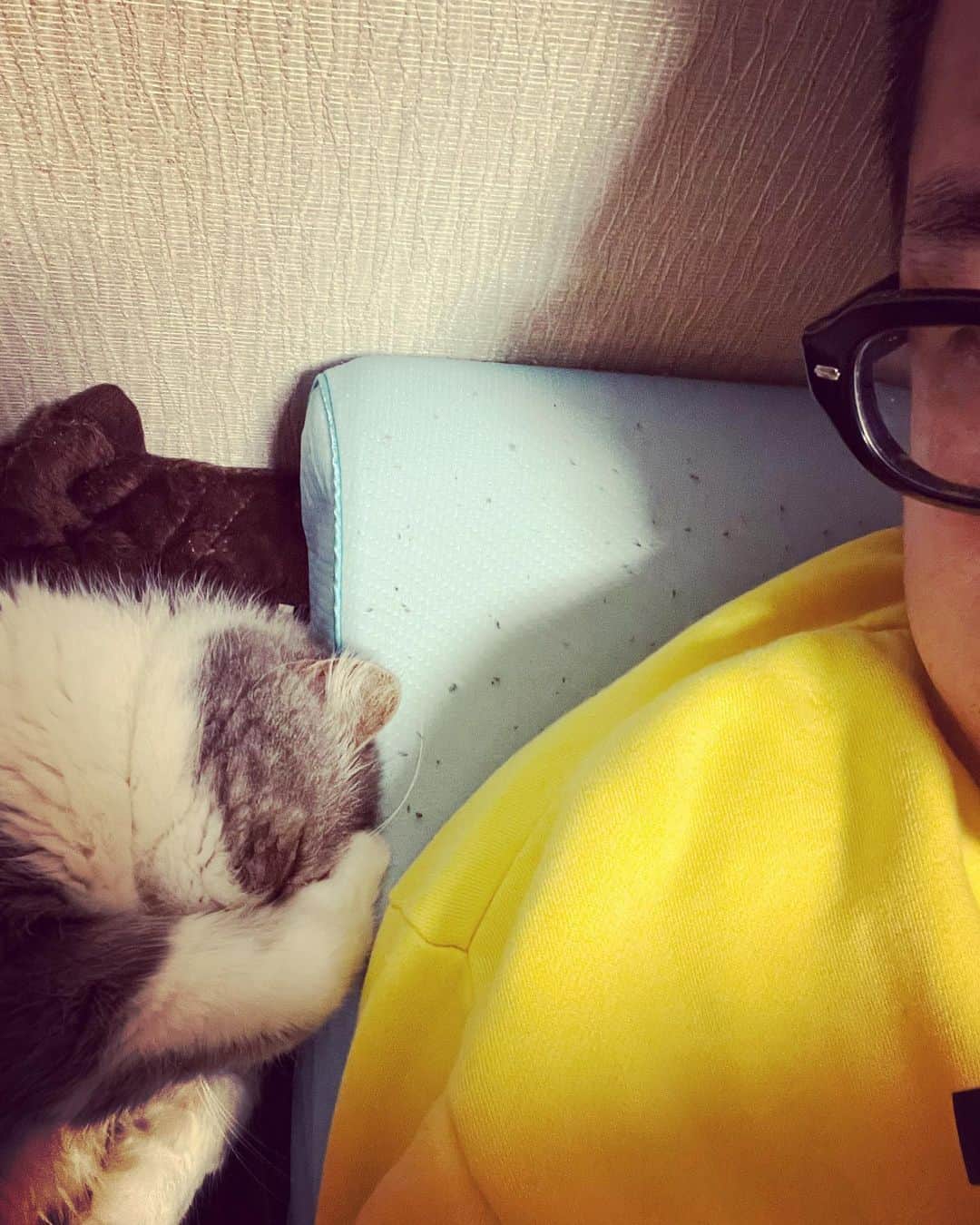 ムスカ(Muska)さんのインスタグラム写真 - (ムスカ(Muska)Instagram)「昨夜、枕の横で熟睡し始めて、暫くして「眩しいから、はよ電気消せ」の目隠しポーズになってそのまま超熟睡になり、今朝5時半にそのままの場所で起こしてくれた、猫型目覚まし時計。  #ムスカ #エキゾチックショートヘア #ねこすたぐらむ #ふわもこ部 #にゃんすたぐらむ #ねこ部 #にゃんこ #ねこのいる生活 #ねこのきもち #猫写真 #猫大好き #ペコねこ部 #ねこバカ #愛猫 #냥스타그램 #귀여워 #猫咪 #catstagram #kitty #petstagram #instacat #meow #catoftheday #ilovemycat #catstagram_japan #instagramcats #cutepets #Kedi #cat_of_Instagram #katter」4月19日 21時13分 - exotic_toshi