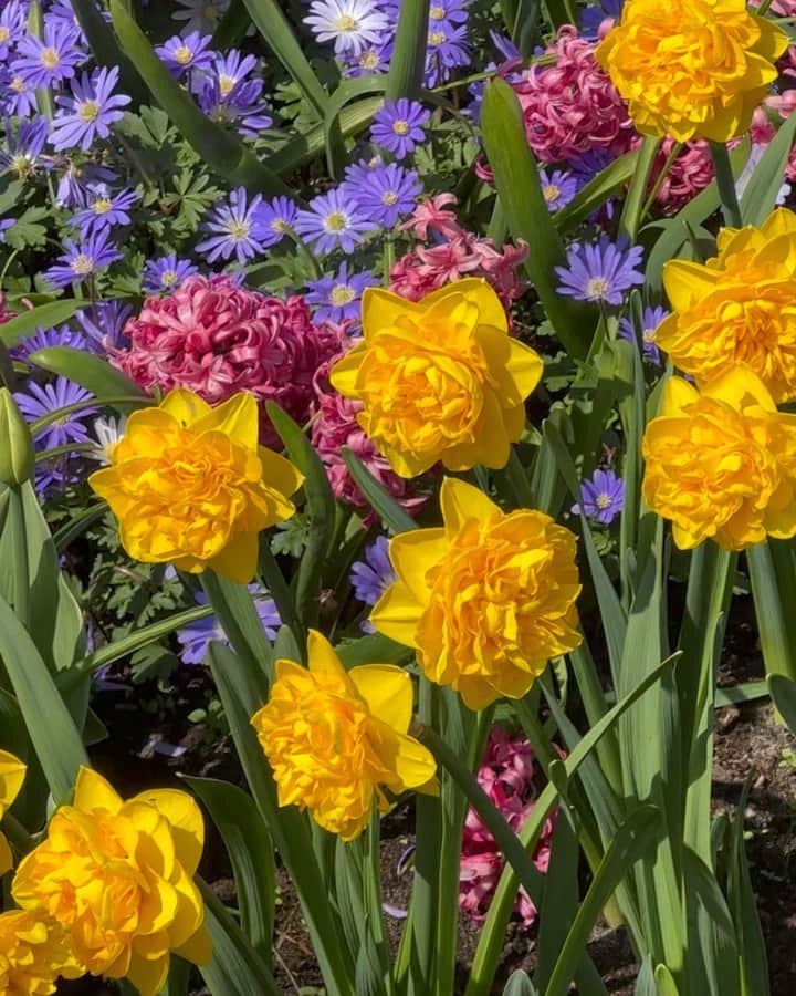 ナオミ・シマダのインスタグラム：「like spring but on acid ヾ(๑╹◡╹)ﾉ"」
