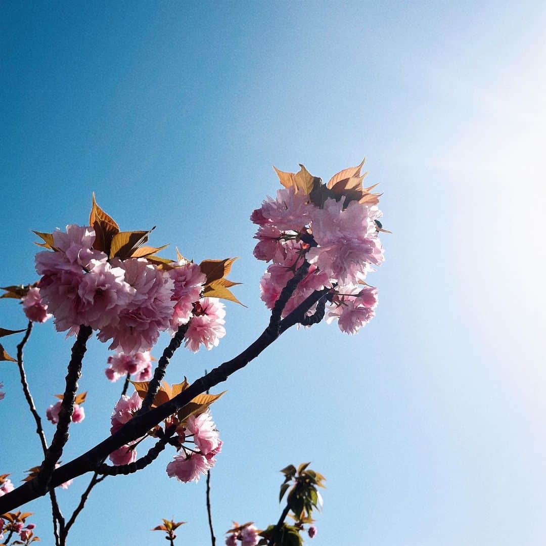 福山あさきさんのインスタグラム写真 - (福山あさきInstagram)「今日もお疲れさまでした🌸  ゆっくりお風呂に入って、少し勉強してから寝ます( *˘꒳˘*)  #桜 #Spring #春 #お花見 #お疲れさま #空 #sky #flower #happy」4月19日 21時19分 - fukuyama_asaki