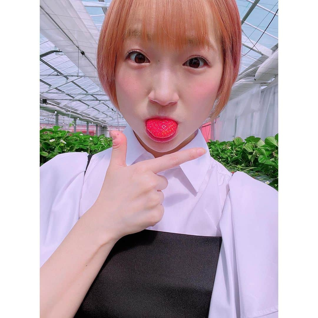 有明ゆなさんのインスタグラム写真 - (有明ゆなInstagram)「初めてみたいちごの種類たち🍓 すごいね いろんなのがでてるね！ 知らなかったわー！！！ . 地域によっても また種類違うだろうし 色んなところに行かなきゃだ🔥 . お仕事しながら いちご狩り楽しめて 幸せな日だった🎀 . . . . #いちごみらい園 #いちご #いちご狩り #いちご好き #いちご🍓 #いちご大好き #🍓 #苺 #苺狩り #苺好き #イチゴ #イチゴ狩り #イチゴ好き #越谷 #越谷レイクタウン #越谷市」4月19日 21時32分 - ariake_yuna