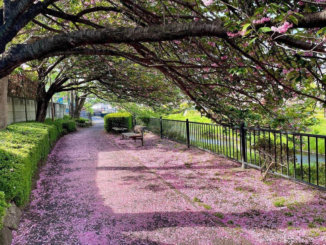 菖蒲理乃さんのインスタグラム写真 - (菖蒲理乃Instagram)「ひたすらに春☘️  わたしの生まれ育ったふるさと。 東京都の西のほう。 大学生のころに引っ越してしまったけど、 やはり心のどこかにずっとある大切な場所。  ぷっくり柔らかい若葉に包まれた地元を歩いてきた。  ひさしぶりに訪れた故郷は、ほとんど変わっていなかった。  放課後よく遊びに行っていたコミュニティーセンターは、 当時DSだったゲーム機がSwitchに変わっただけで、 相変わらず子供たちの遊び場だったし、 駄菓子屋さんのおばちゃんは今もムッとしていたし…。 交番のお巡りさんは今も変わらず、20年以上あの街を見守り続けてくれていて、私のことを覚えててくれてたのは嬉しかったな…。  同級生のパパと、誰が結婚したとか子供ができたとか、 そんな話で盛り上がって… かたちは色々と移り変わっていくけれど、根っこの部分は変わらないのかな、なんて。  知らない土地を訪れるのも好きだけど、 昔から馴染みのある土地に帰ってくるってこんなにも心地よいんだね。 肌馴染みが良い。すごく楽にいられる場所。  また時々きます。 次は子供のころよく行ったお店で、 ビールを飲みたい🍺  #故郷 #故郷の風景 #田舎 #田んぼ #川 #野川 #鯉のぼり #春だね #地元」4月19日 21時41分 - shobuayano