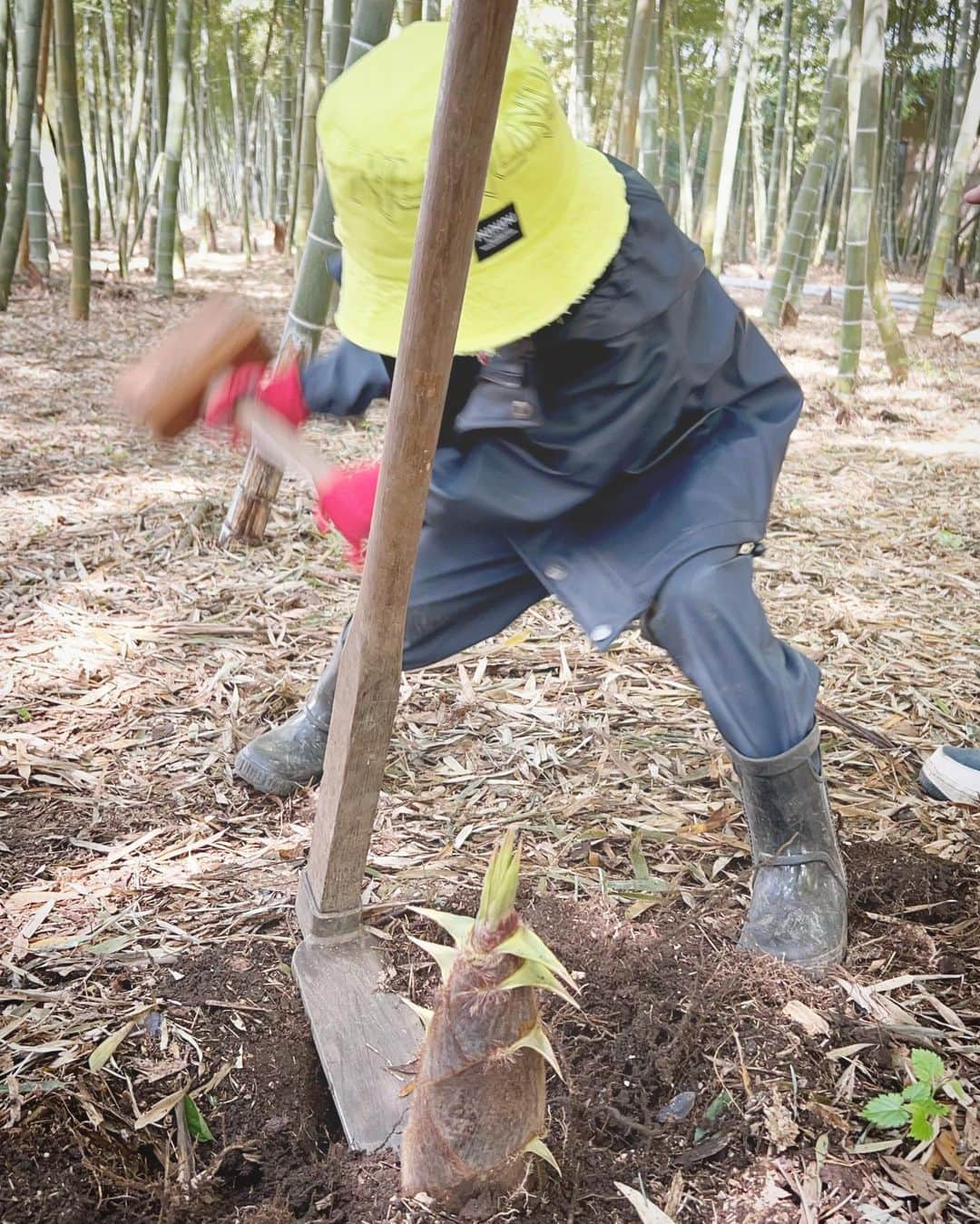 中村獅童さんのインスタグラム写真 - (中村獅童Instagram)「竹の子掘りに行ってきました。 #陽喜」4月19日 13時07分 - shido_nakamura