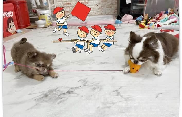 犬小屋??のインスタグラム：「今日のだんな様❤️ 誕生から107日め🐣 ふしぎちゃんとひとつのおもちゃで遊んでもらっています😊  #chihuahua #chihuahualife  #チワワ #チワワ大好き  #チワワ多頭飼い  #ちわすたぐらむ  #canon #canon_photos  #ファインダー越しの私の世界  #だんなすたぐらむ  #ブルーリボンスタイル #キンダーガーテンアミ」