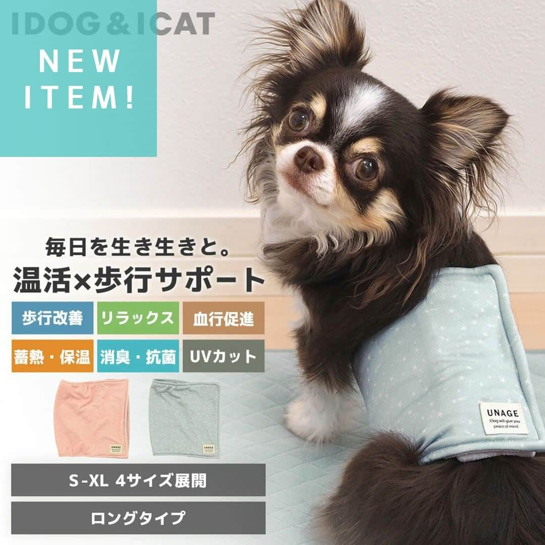 iDog&iCatのインスタグラム