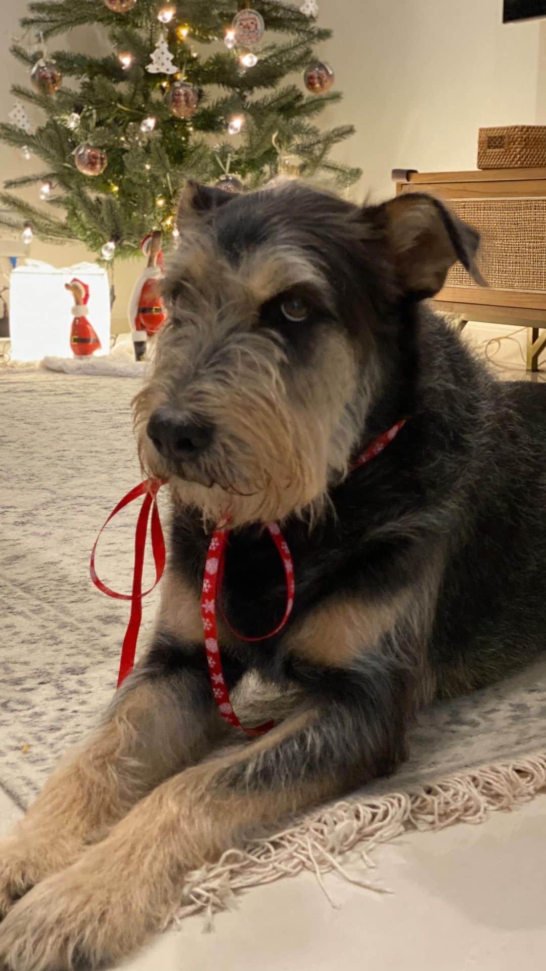 Rianti Cartwrightのインスタグラム：「The story of Scraffy. Rest in peace our sweet love. 18/04/2023」
