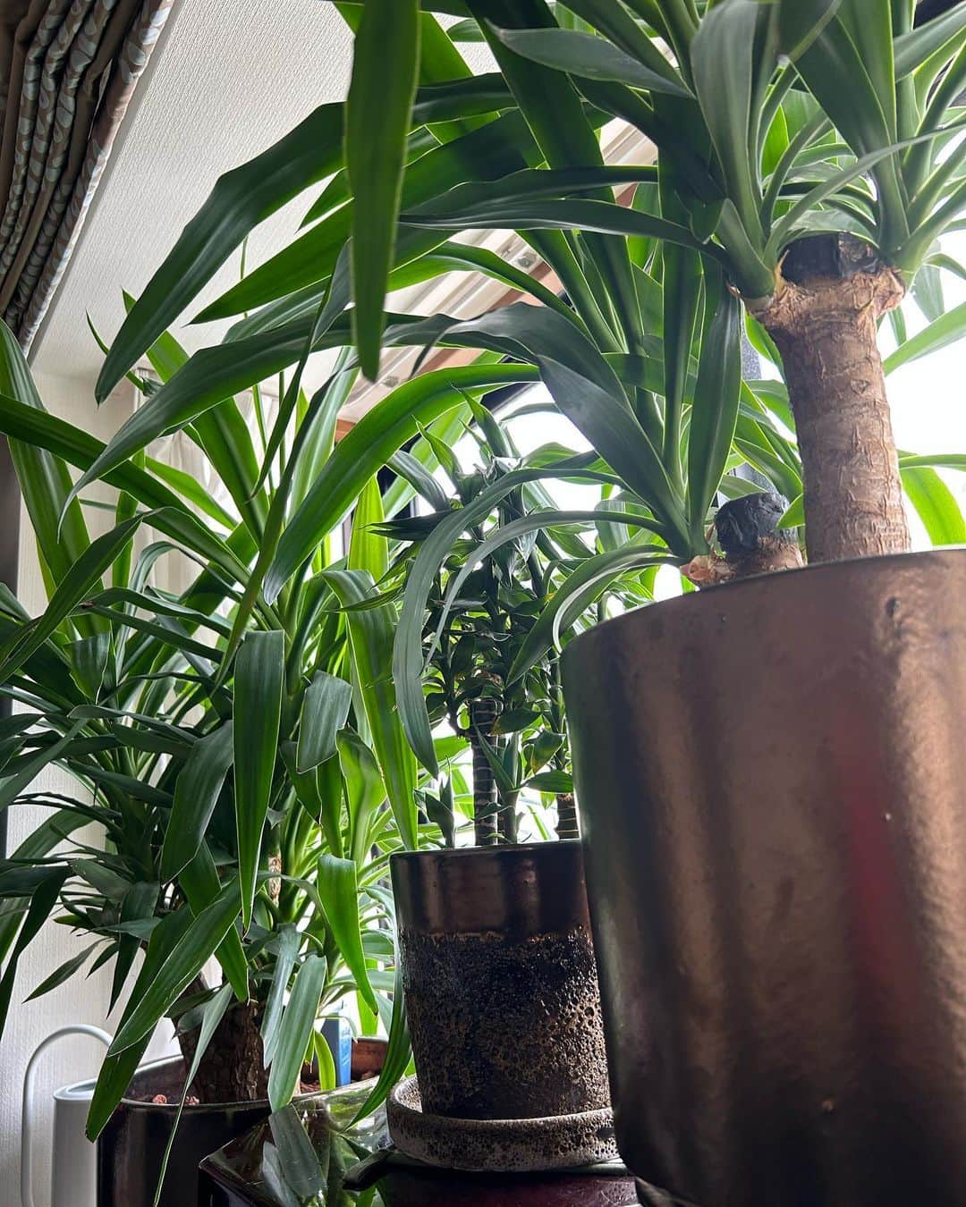 中岡由佳さんのインスタグラム写真 - (中岡由佳Instagram)「❇︎ 観葉植物の近くで読書。世界の伝記が面白い📚竹の鉢から次々芽が出てきて（芽？）生命力の強さを感じる。ユッカも天井に届くほど伸びたし、ジャングルっぽさが楽しいけど、このまま成長したらどうすべき？🪴🪴 #yucca  #bamboo  #books」4月19日 14時30分 - yuka_nakaoka