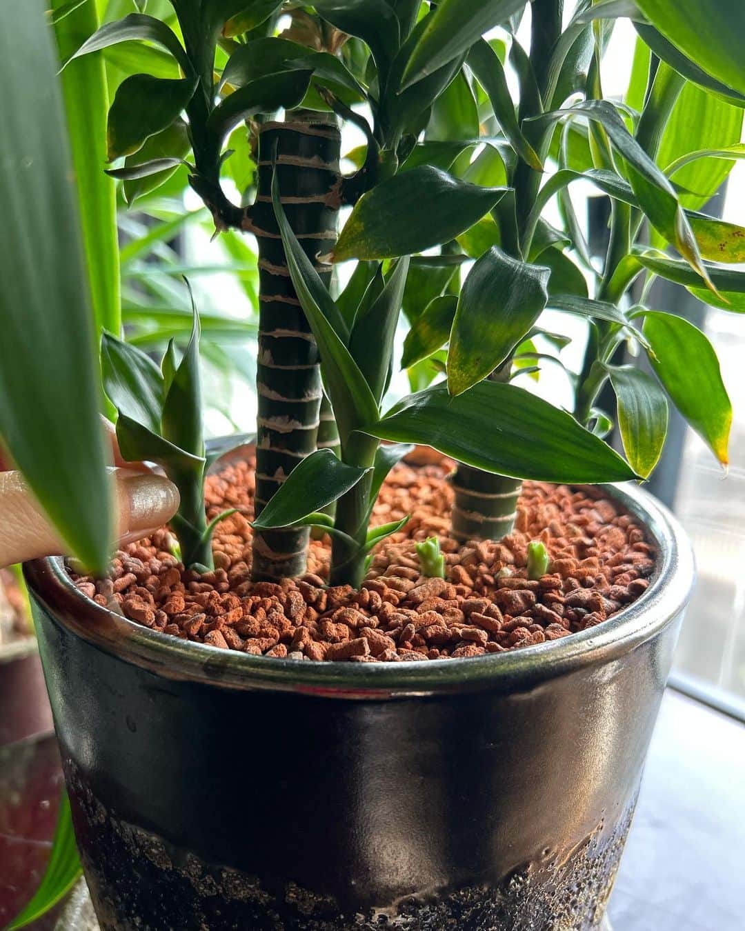 中岡由佳さんのインスタグラム写真 - (中岡由佳Instagram)「❇︎ 観葉植物の近くで読書。世界の伝記が面白い📚竹の鉢から次々芽が出てきて（芽？）生命力の強さを感じる。ユッカも天井に届くほど伸びたし、ジャングルっぽさが楽しいけど、このまま成長したらどうすべき？🪴🪴 #yucca  #bamboo  #books」4月19日 14時30分 - yuka_nakaoka