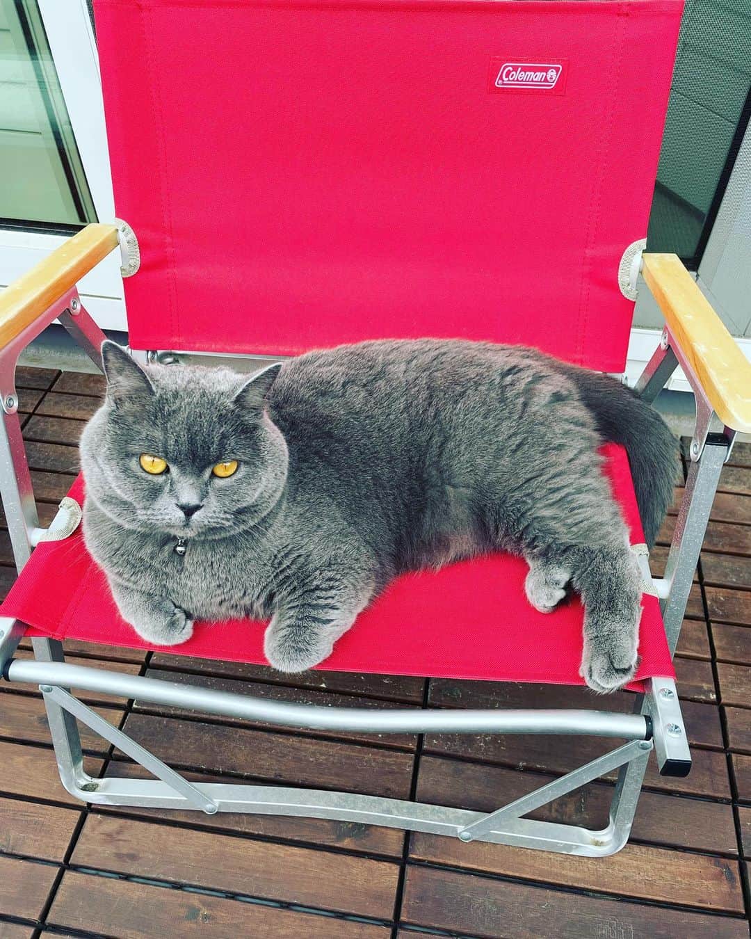 前川泰之さんのインスタグラム写真 - (前川泰之Instagram)「自分の身体の色の活かし方、よく分かってらっしゃる。  台本の勉強に付き合ってくれます😌  #猫　#ねこすたぐらむ　#ブリティッシュショートヘア」4月19日 14時55分 - maekawa_yasuyuki_official