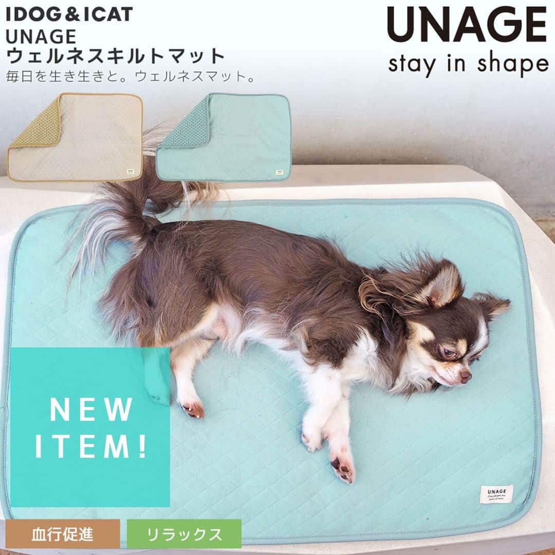 iDog&iCatのインスタグラム