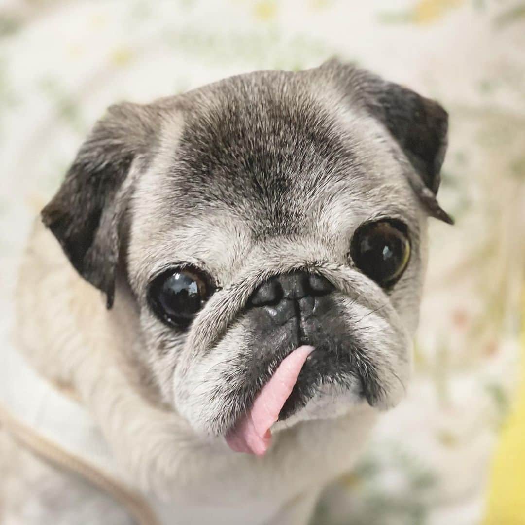 八兵衛のインスタグラム：「Hachibei☺️ Apr19,2023 * *   #ほぼ黒パグ #おじいちゃん犬 #16歳7か月  #pug #puggy #puglife #puglove #petstagram #pugstagram #pugsofinstagram #pugs #dog #八兵衛 #はちべえ」