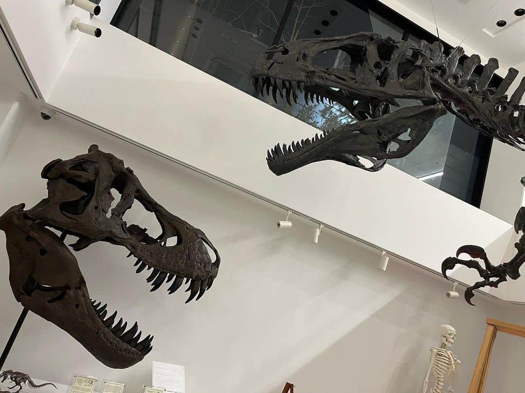 【公式】東京コミュニケーションアート専門学校ECOさんのインスタグラム写真 - (【公式】東京コミュニケーションアート専門学校ECOInstagram)「今週は、化石のマーケットに向けてダイナソーミュージアムのご紹介を多めにアップします🦖  ダイナソーミュージアムには、恐竜達の他にも、生きた化石「カブトガニ」や、生物の進化に基づいて学ぶ為にたくさんの生き物達がいてくれています😊  イベントへご参加される方は、生物達がどのように進化を遂げたのか、彼らにはどんな環境が必要なのか… ぜひ色々な事を学び、考える機会にして頂けたらと思います🦕🌴  化石のマーケットについて詳しく知りたい方は、公式Twitter或いはホームページをご確認下さい🌱  会場のダイナソーミュージアムにはエレベーターがございません。 大変申し訳ございませんが、予めご了承下さい🙇‍♀️  . ・－・－・－・－・－・－・－・－・ ⁡ 学校説明会やオープンキャンパスも実施しております🐰🌱 ぜひご参加ください🕊🛰 ⁡ ・－・－・－・－・－・－・－・－・ ⁡ #tca東京eco動物海洋専門学校 #tcaeco #動物 #海洋 #ペット #自然環境 #恐竜 #専門学校 #オープンキャンパス #oc #進路 #ダイナソーミュージアム #化石 #化石のマーケット」4月19日 16時07分 - tca_eco