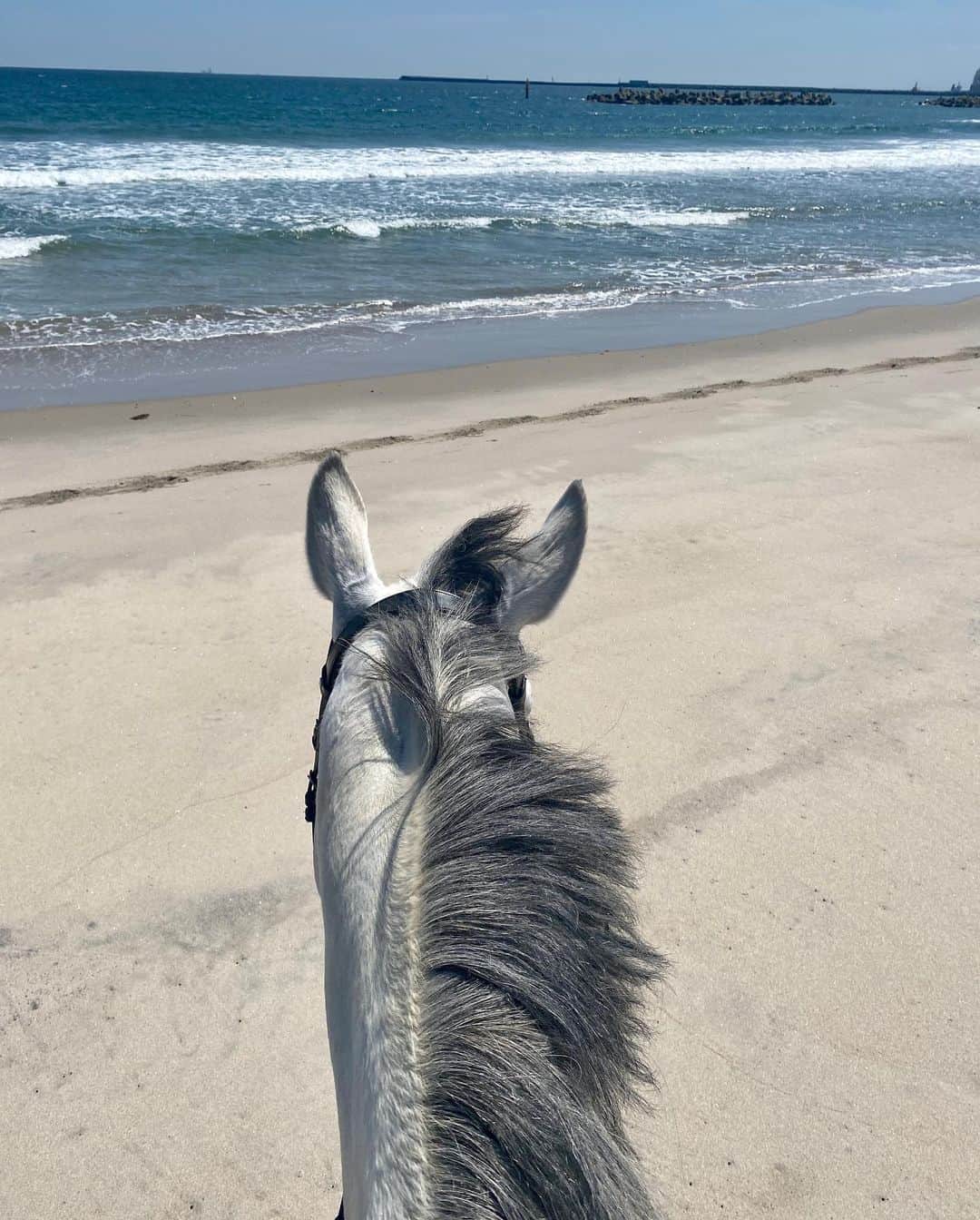 Rediscover Fukushimaさんのインスタグラム写真 - (Rediscover FukushimaInstagram)「Fancy riding a horse along the beach in Japan? 🐎🌊☀️  You’ve probably seen images of samurai warriors riding horses, but nowadays it is rare to see horses anywhere in Japan. 🤔  Certain places, such as the Soma region in the coastal area of Fukushima, have continued the tradition of living alongside horses. 🐴  Today we were live on Facebook while horseback riding in Minamisoma City with Horse Value! You can watch our livestream on our Facebook profile. 🥰  Horse Value is a local business named after the healthy life values of living alongside horses. 🙌   They offer horseback riding experiences along the coast or through the forest for horseback riders of any level and experience!  Check out our stories for more information, and don’t hesitate to send us a message if you’re interested in trying this experience!  #visitfukushima #minamisoma #soma #horsebackriding #horses #japan #japantravel #japantrip #tohokutrip #tohoku #tohokutravel #japanese #japaneseculture #visitjapanjp #visitjapanus #visitjapanca #beautifuljapan #jrpasstohoku #fukushima #horsevalue #horseriding #horseridinginjapan #japanexperiences #japantours #fukushimatours #horsesinjapan #horsesofinstagram」4月19日 16時10分 - rediscoverfukushima