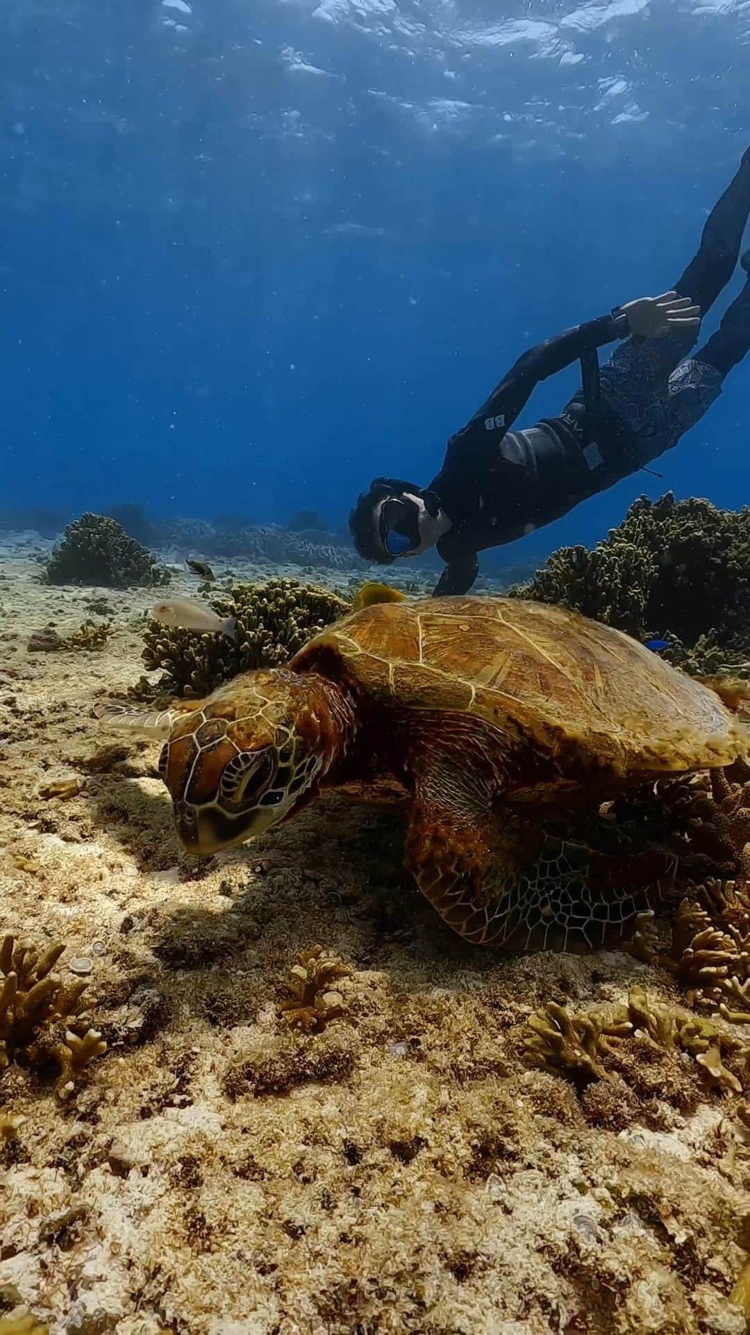 馬場裕之のインスタグラム：「#宮古島 #miyakojima #海亀 #seaturtle」