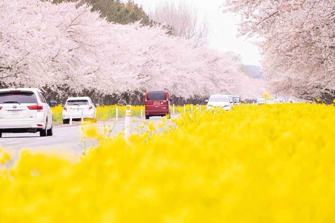 山人さんのインスタグラム写真 - (山人Instagram)「桜の名所秋田編を始めます✨ 大潟村の桜菜の花ロードをご紹介！ この写真の撮影の際は実は雨が降っていましたが、それでもこの綺麗さ😊 山人ラジオのリスナーのお客様から教えていただいた場所でした😆 #秋田県 #大潟村 #前向きに #山人 #yamado #桜 #北上展勝地 #さくら100選 #四季 #春 #spring #かたくり #かたくり群生地 #宝 #自然  #盛岡市 #お花見 #東北の桜 #雨 #雨の日の桜 #宣伝 ↓通販サイトはこちら↓ https://shop.yamado.co.jp/  #鍋#お取り寄せ#お取り寄せグルメ#おうちで鍋#stayhome#おうち時間#おうちごはん」4月19日 16時24分 - yamado.official