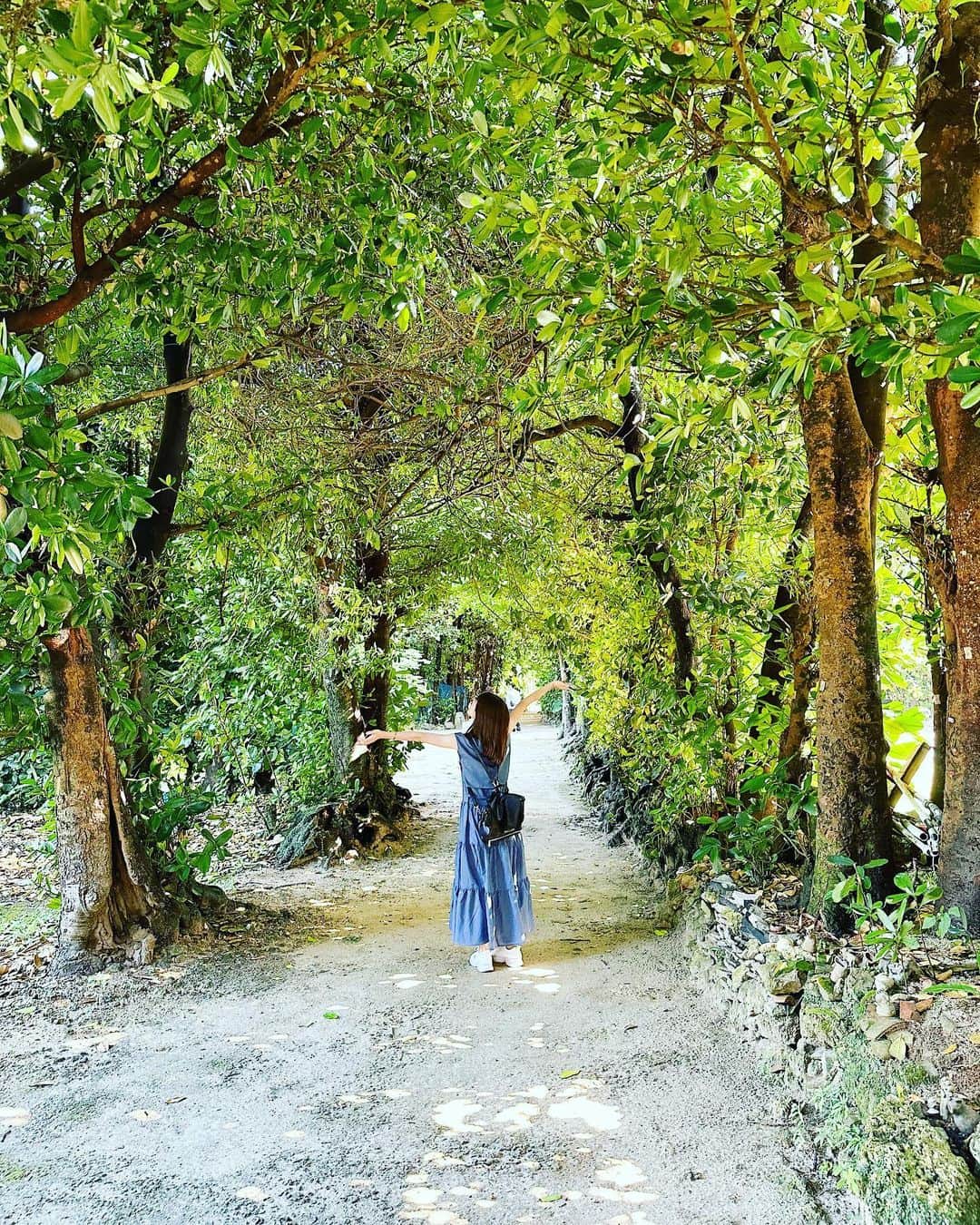 しほこのインスタグラム：「❤︎* ⁡ ⁡ フクギ並木🌳 ⁡ ⁡ 沖縄行ったら絶対寄りたかった場所🌈 フクギ並木がジブリの世界みたい🌱 備瀬ビーチもとっても綺麗だったな〜🌺 ⁡ 猫ちゃん気持ち良さそうに寝てました🐱 ⁡ ⁡ #新婚旅行 #新婚 #ハネムーン #honeymoon #フクギ並木 #備瀬のフクギ並木 #備瀬 #備瀬ビーチ #散歩スポット #散歩 #沖縄散歩 #癒しスポット #おでかけスポット #沖縄おでかけスポット #沖縄 #沖縄旅行 #沖縄観光 #okinawa #旅行 #20221118」