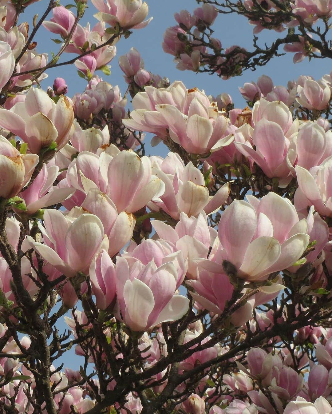 職人.comさんのインスタグラム写真 - (職人.comInstagram)「【木蓮、花の香りを楽しむ】  桜や梅のような主役感はありませんが、凛とした上品さのある「木蓮」。最近は「マグノリア」という素敵な名称で、フレグランスやブランドショップ名、映画のタイトルにも使われたり、耳にする機会が増えたような気がします。海外でも街路樹や庭木に使われ人気が高く、日本でも平安時代から栽培され、今では全国で愛されている樹木です。咲き誇る佇まいからしても、マグノリアという響きよりも、親しみのある木蓮という呼び名がしっくりと落ち着きます。  木蓮全般の花言葉は「自然への愛」「持続性」です。なんと恐竜が生きていた1億年前ごろには存在し、美しい花を咲かせていたというので驚きです。開花した花は3～4日ほど楽しめ、つぼみは必ず北を向いていることから「コンパスフラワー」とも呼ばれています。古代の恐竜たちも、木蓮のつぼみを見ながら移動していたのかもしれませんね。一方、「マグノリア」とは、マグノリア科の総称のようで、木蓮＝マグノリアではないようです。木蓮もマグノリアの一種、ほかにも白木蓮、こぶし、泰山木など、アジアを中心に90種分布しているそうです。  花は目で見ているだけでも美しく楽しめますが、香りもまた重要な要素です。香りは、嗅いでから2～3秒で脳に達し、直接身体に働きかけてくれるのです。最近の研究では、香りが脳に刺激を与えることで免疫力を高めたり、認知症を予防したりする効果も期待できることが分かってきました。そのほかにもホルモンバランスを整えたり、睡眠の質も上げてくれる効果もあるそうです。木蓮の花の香りも、ほのかにレモンにも似た爽やかさに甘さを加えたような香りです。これはローズウッド、ラベンダー、ネロリにも含まれる、リナロールという主成分によるもので、ストレスによるイライラ感などで揺らぐ気持ちを穏やかにしてくれます。そして気分を高め、リフレッシュ感も与えてくれる香りなのです。  いろいろと効能はありますが、難しいことは考えず、新緑や花たちが咲き始めるのを眺めるだけでも心が晴れやかになる季節です。グリーンの枝物や一輪の花をお部屋の中に取り込んでみてはいかがですか？置いておくだけでもオブジェになるセラミック・ジャパンのスティルグリーンや、紙袋をそのまま陶磁器に仕立て上げたような花瓶、ニュークリンクルスーパーバッグもございます。青龍窯の一輪挿しもおすすめです。ぜひサイトを覗いてみてくださいね。  セラミック・ジャパン　ニュークリンクルスーパーバッグ https://www.shokunin.com/jp/ceramicjapan/crinkle.html セラミック・ジャパン　スティルグリーン https://www.shokunin.com/jp/ceramicjapan/stillgreen.html 青龍窯　一輪挿し https://www.shokunin.com/jp/seiryu/ichirin.html  参考資料 https://botanica-media.jp/1643 https://horti.jp/8534 https://www.joycoco.jp/hpgen/HPB/entries/69.html  @shokunincom  #職人ドットコム #手仕事 #手工芸 #調理道具 #キッチン用品 #料理道具 #台所道具 #工芸品 #京都市 #上京区 #中京区 #銀座一丁目 #西陣 #民芸 #民藝 #レトロ建築 #木蓮 #もくれん #モクレン #マグノリア #一輪挿し #セラミックジャパン #スティルグリーン #花の香り #花言葉 #木蓮の花 #木蓮の香り #木蓮花 #木蓮の木 #木蓮が好き」4月19日 21時58分 - shokunincom