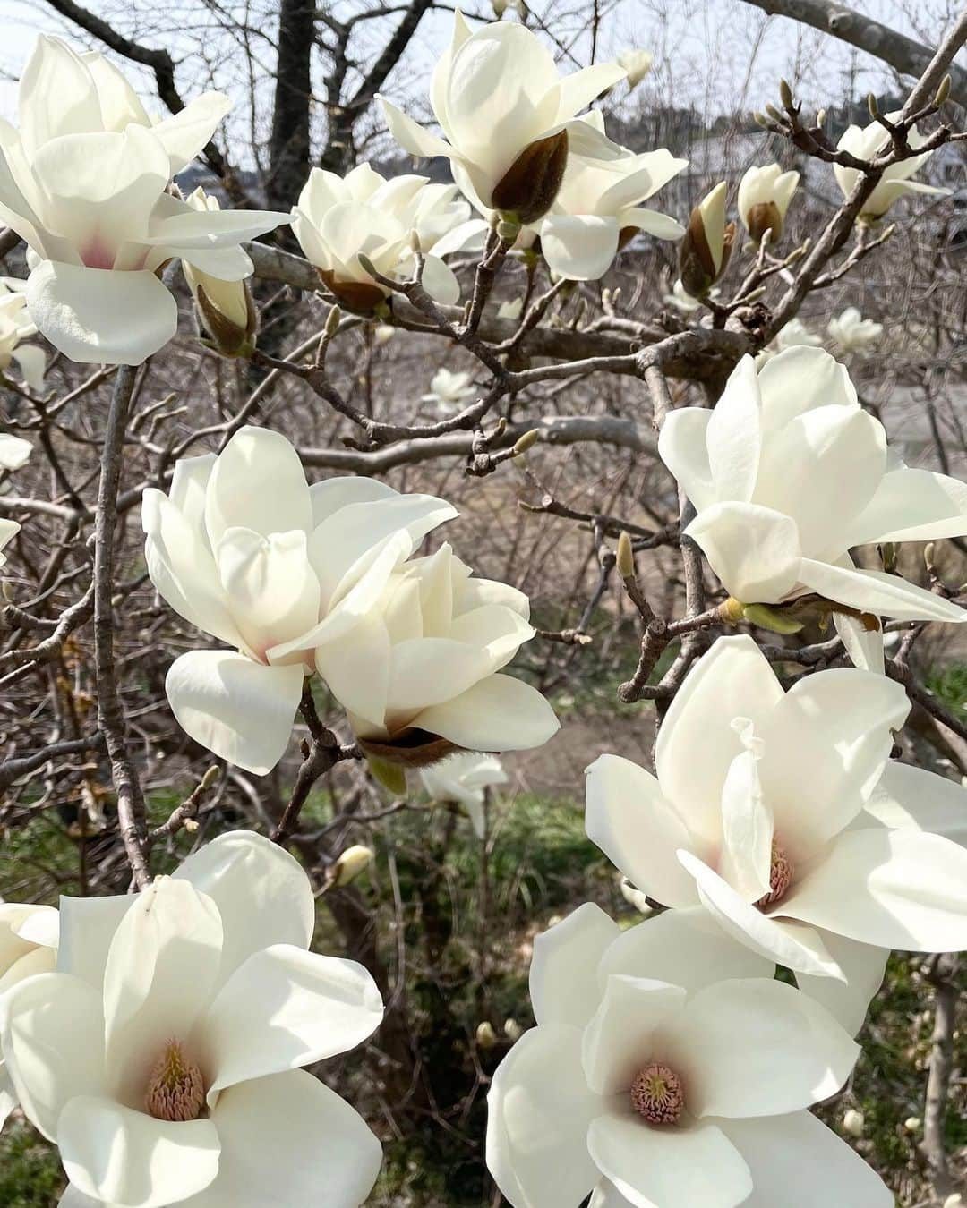 職人.comさんのインスタグラム写真 - (職人.comInstagram)「【木蓮、花の香りを楽しむ】  桜や梅のような主役感はありませんが、凛とした上品さのある「木蓮」。最近は「マグノリア」という素敵な名称で、フレグランスやブランドショップ名、映画のタイトルにも使われたり、耳にする機会が増えたような気がします。海外でも街路樹や庭木に使われ人気が高く、日本でも平安時代から栽培され、今では全国で愛されている樹木です。咲き誇る佇まいからしても、マグノリアという響きよりも、親しみのある木蓮という呼び名がしっくりと落ち着きます。  木蓮全般の花言葉は「自然への愛」「持続性」です。なんと恐竜が生きていた1億年前ごろには存在し、美しい花を咲かせていたというので驚きです。開花した花は3～4日ほど楽しめ、つぼみは必ず北を向いていることから「コンパスフラワー」とも呼ばれています。古代の恐竜たちも、木蓮のつぼみを見ながら移動していたのかもしれませんね。一方、「マグノリア」とは、マグノリア科の総称のようで、木蓮＝マグノリアではないようです。木蓮もマグノリアの一種、ほかにも白木蓮、こぶし、泰山木など、アジアを中心に90種分布しているそうです。  花は目で見ているだけでも美しく楽しめますが、香りもまた重要な要素です。香りは、嗅いでから2～3秒で脳に達し、直接身体に働きかけてくれるのです。最近の研究では、香りが脳に刺激を与えることで免疫力を高めたり、認知症を予防したりする効果も期待できることが分かってきました。そのほかにもホルモンバランスを整えたり、睡眠の質も上げてくれる効果もあるそうです。木蓮の花の香りも、ほのかにレモンにも似た爽やかさに甘さを加えたような香りです。これはローズウッド、ラベンダー、ネロリにも含まれる、リナロールという主成分によるもので、ストレスによるイライラ感などで揺らぐ気持ちを穏やかにしてくれます。そして気分を高め、リフレッシュ感も与えてくれる香りなのです。  いろいろと効能はありますが、難しいことは考えず、新緑や花たちが咲き始めるのを眺めるだけでも心が晴れやかになる季節です。グリーンの枝物や一輪の花をお部屋の中に取り込んでみてはいかがですか？置いておくだけでもオブジェになるセラミック・ジャパンのスティルグリーンや、紙袋をそのまま陶磁器に仕立て上げたような花瓶、ニュークリンクルスーパーバッグもございます。青龍窯の一輪挿しもおすすめです。ぜひサイトを覗いてみてくださいね。  セラミック・ジャパン　ニュークリンクルスーパーバッグ https://www.shokunin.com/jp/ceramicjapan/crinkle.html セラミック・ジャパン　スティルグリーン https://www.shokunin.com/jp/ceramicjapan/stillgreen.html 青龍窯　一輪挿し https://www.shokunin.com/jp/seiryu/ichirin.html  参考資料 https://botanica-media.jp/1643 https://horti.jp/8534 https://www.joycoco.jp/hpgen/HPB/entries/69.html  @shokunincom  #職人ドットコム #手仕事 #手工芸 #調理道具 #キッチン用品 #料理道具 #台所道具 #工芸品 #京都市 #上京区 #中京区 #銀座一丁目 #西陣 #民芸 #民藝 #レトロ建築 #木蓮 #もくれん #モクレン #マグノリア #一輪挿し #セラミックジャパン #スティルグリーン #花の香り #花言葉 #木蓮の花 #木蓮の香り #木蓮花 #木蓮の木 #木蓮が好き」4月19日 21時58分 - shokunincom