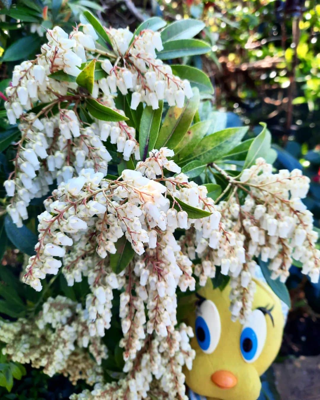 Little Yellow Birdさんのインスタグラム写真 - (Little Yellow BirdInstagram)「So much growing and blooming in the garden already; this is the Pieris ("Rotsheide") in full bloom! #littleyellowbird #tweety #tweetykweelapis #adventures #yellow #bird #wednesday #humpday #spring #lente #garden #gardenlife #april #tuin #flowers #pieris #rotsheide #stuffedanimalsofinstagram #plushiesofinstagram」4月19日 21時58分 - tweetykweelapis
