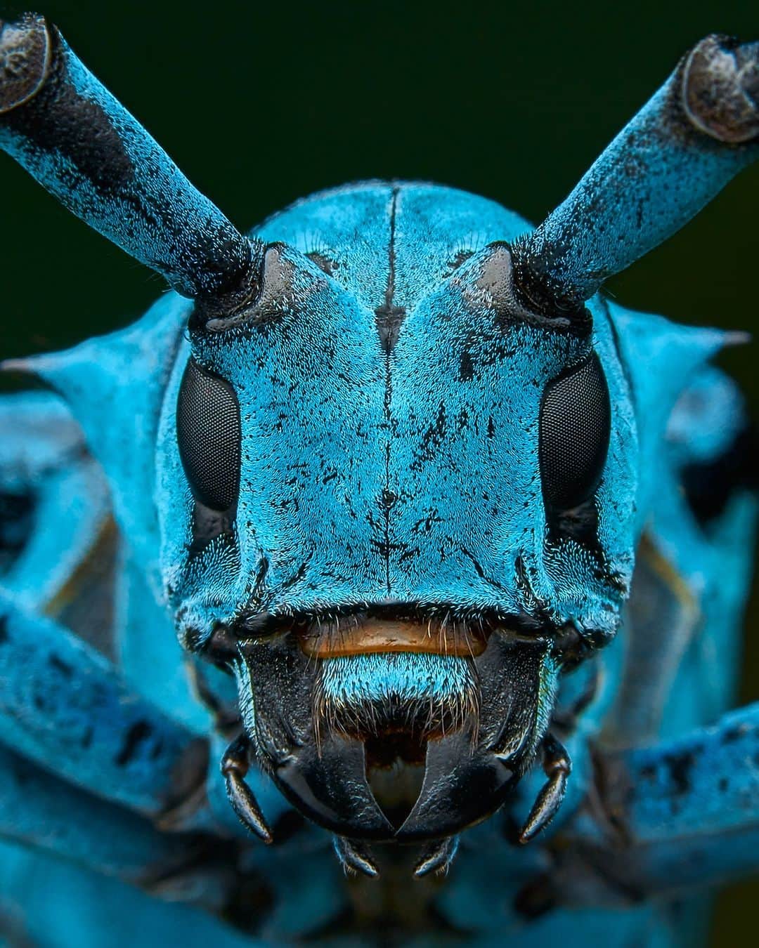 Discoveryさんのインスタグラム写真 - (DiscoveryInstagram)「Meet the blue longhorn beetle!  This species lives up to their name! Their long antennae can often be as long as or longer than the beetles own body.  #WorldOfInsects🔆」4月19日 22時00分 - discovery