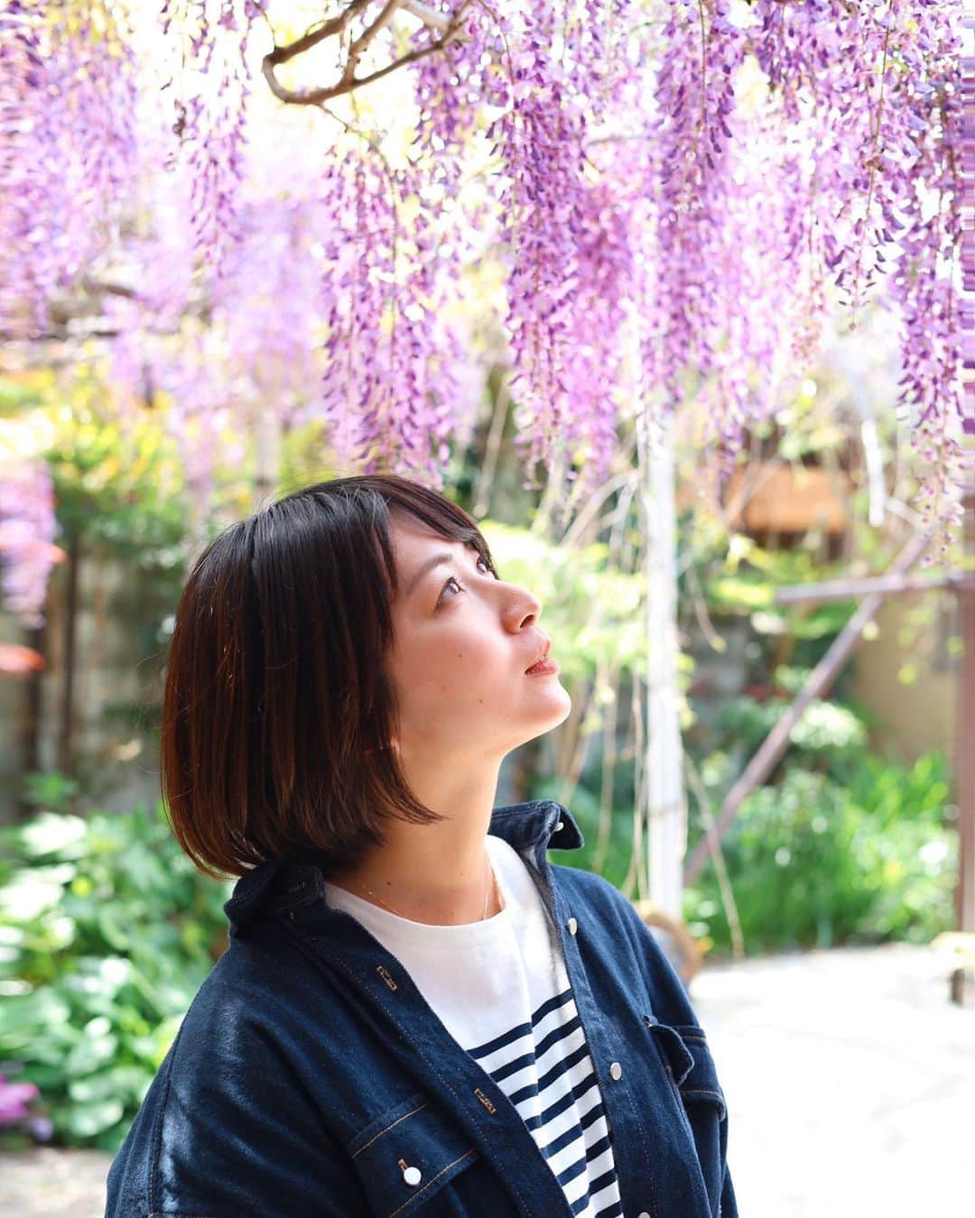 稲富菜穂さんのインスタグラム写真 - (稲富菜穂Instagram)「liveニュース泉州📺で 熊野街道信達宿から生中継🎤  藤の花が物凄く綺麗でうっとり☺️❣️  この梶本家で樹齢43年になる 一本の野田藤が毎年4万本の藤の花を咲かせるのです。  先代当主の梶本さんが亡くなられてからも藤保存会の方々が守ってこられ、今も綺麗な藤が見られます☺️  今週末にふじまつりがありますよ！ 一般公開は23日まで！ 沢山写真を撮ったのでまたどんどん載せさせてください😊♩  #liveニュース泉州 #jcom #生中継 #泉南市 #熊野街道信達宿 #熊野街道信達宿ふじまつり  #梶本家 #梶本家の藤 #野田藤 #藤の花」4月19日 22時00分 - inatomi74