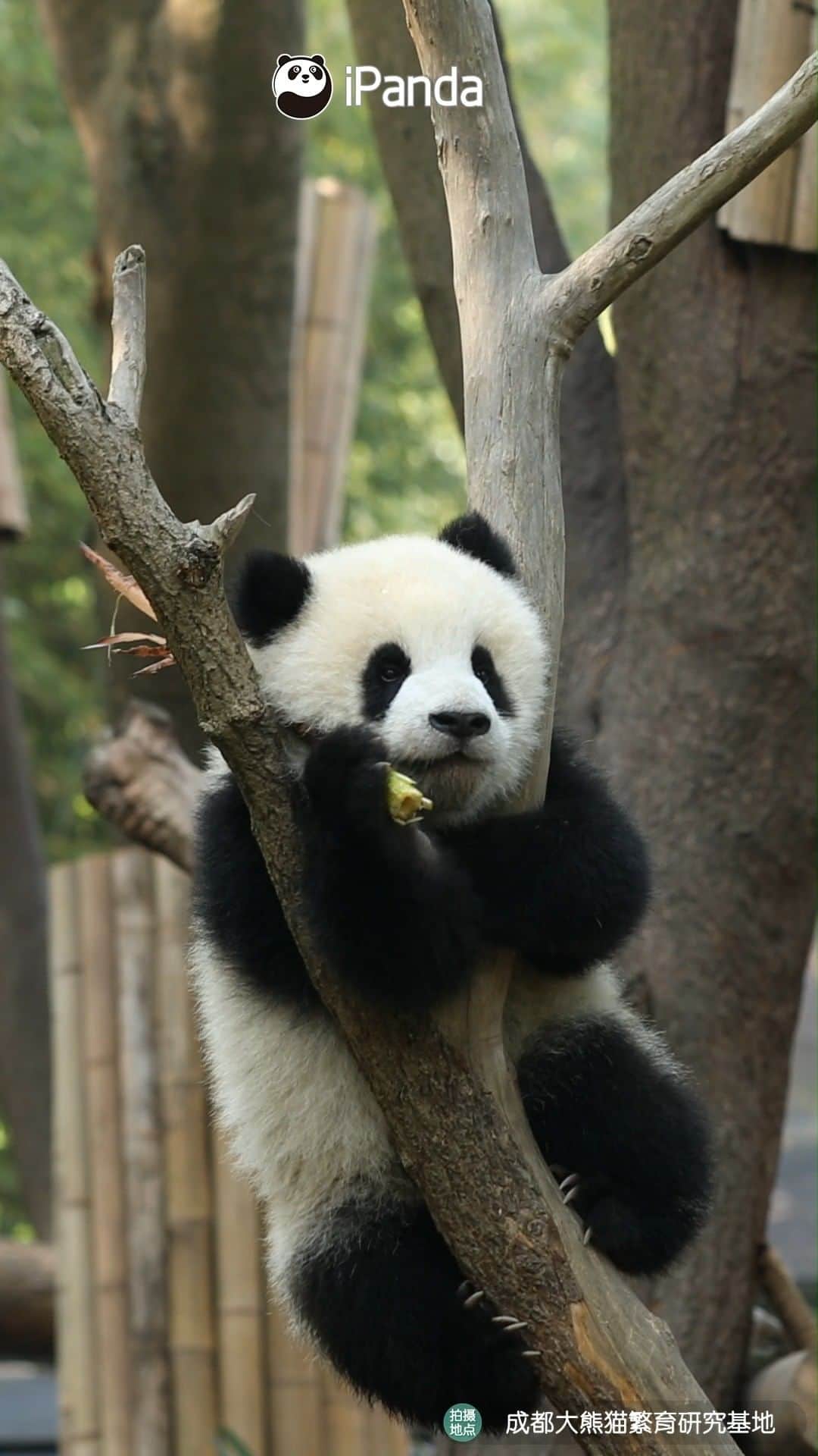 のインスタグラム：「You know what? Possessing a positive attitude is much more important than anything in life.  🐼 🐼 🐼 #Panda #iPanda #Cute #HiPanda #ChengduPandaBase #PandaMoment #PandaOfToday  For more panda information, please check out: http://en.ipanda.com」