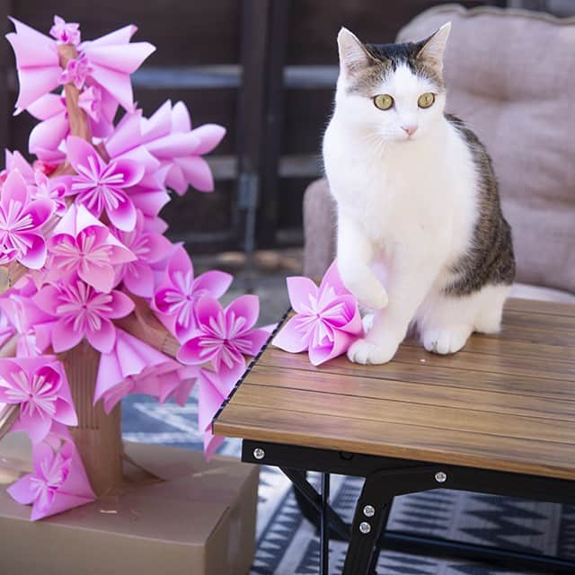 まる & はなさんのインスタグラム写真 - (まる & はなInstagram)「大きな桜がお似合いなまるさん！ The big cherry blossom looks good on Maru!  #まる #はな #みり #猫 #Maru #Hana #Miri #cats #桜」4月19日 16時32分 - maruhanamogu